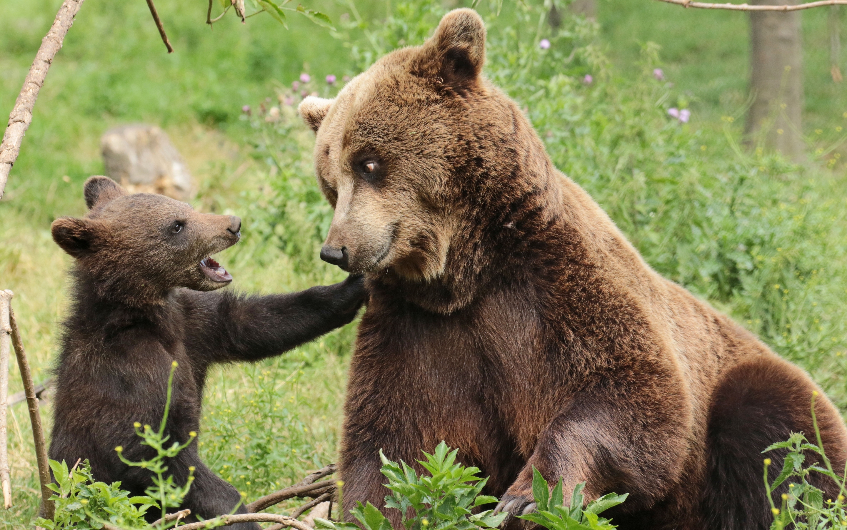 Free download wallpaper Bears, Bear, Animal, Bokeh, Baby Animal, Cub on your PC desktop