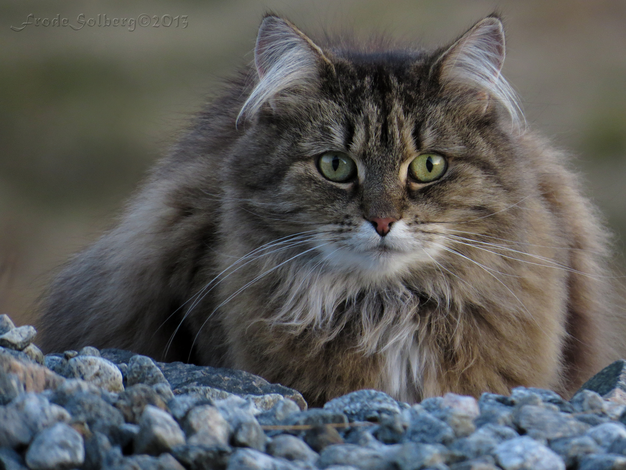 Descarga gratuita de fondo de pantalla para móvil de Gato, Gatos, Animales.