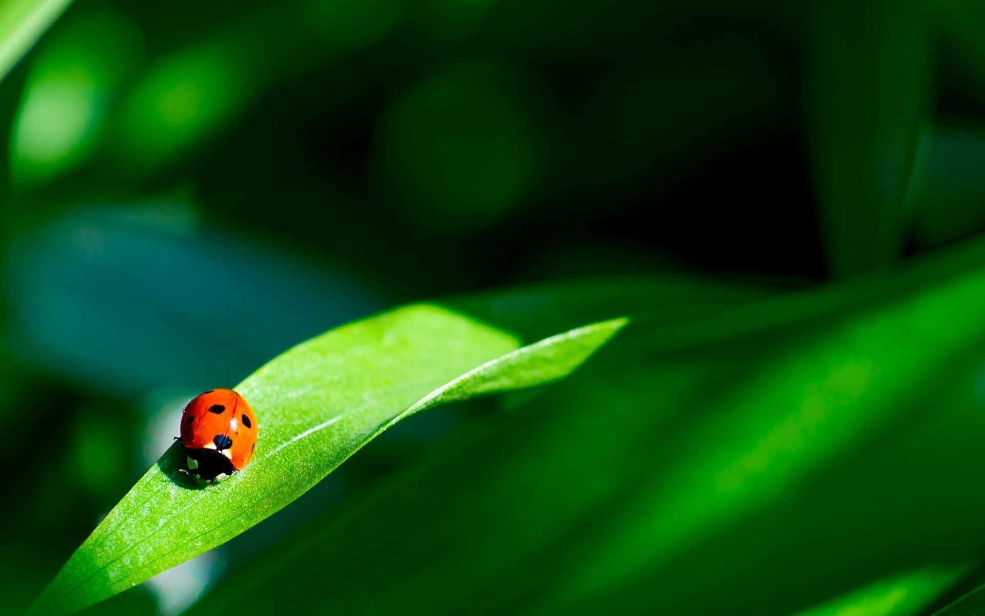 insects, ladybugs Full HD