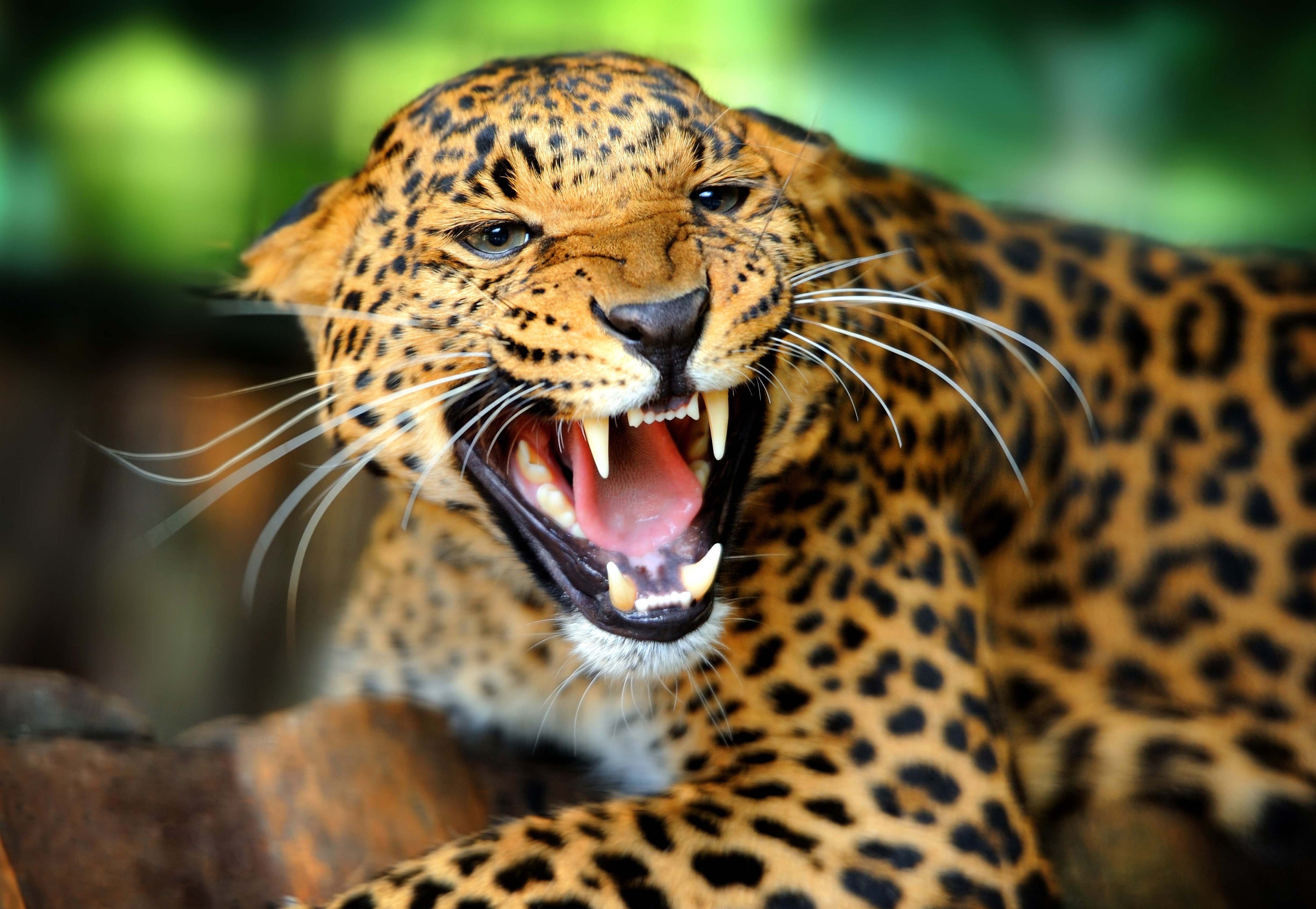 animals, leopard, grin, to fall, mouth, wild cat, wildcat, roar, rage
