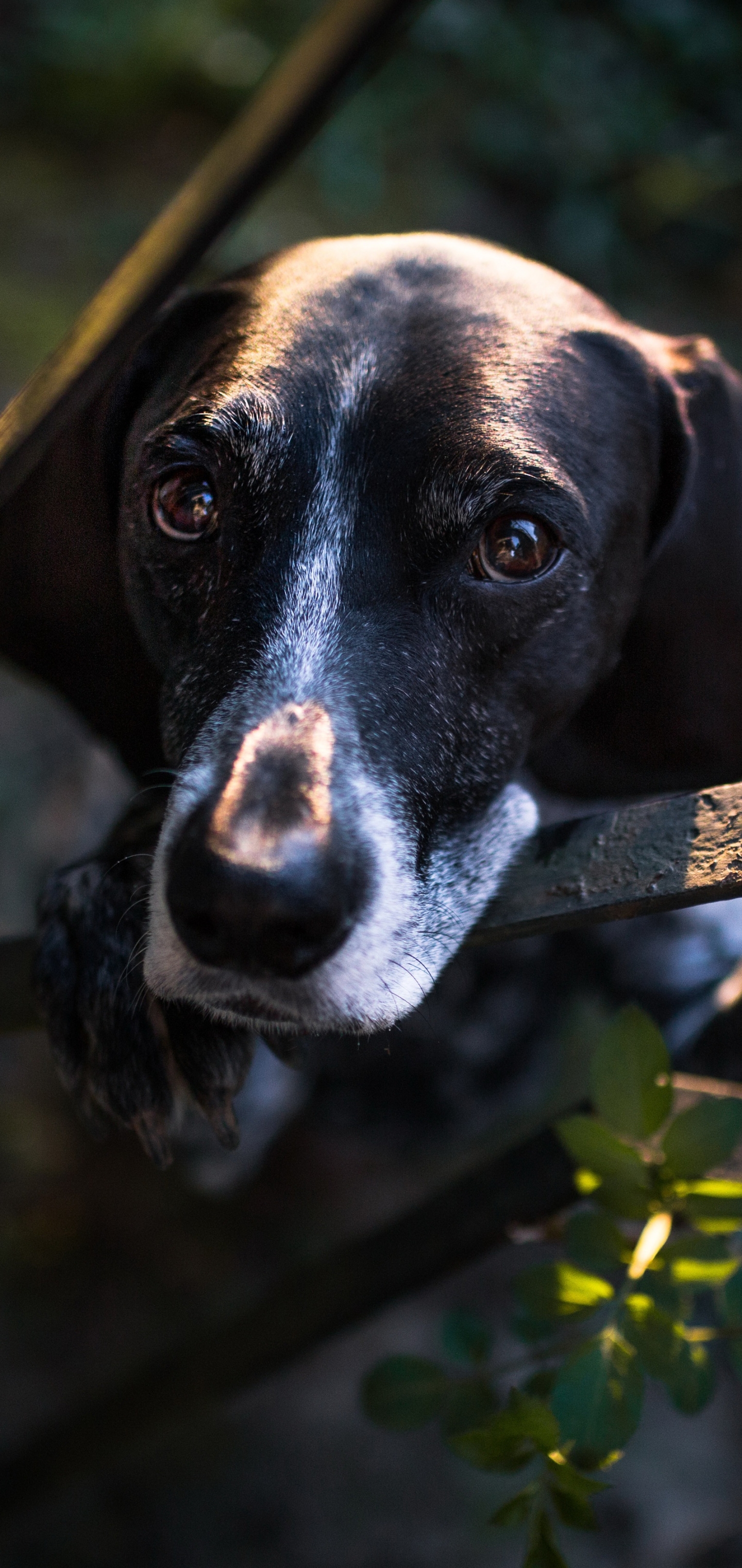 Handy-Wallpaper Hunde, Hund, Tiere kostenlos herunterladen.