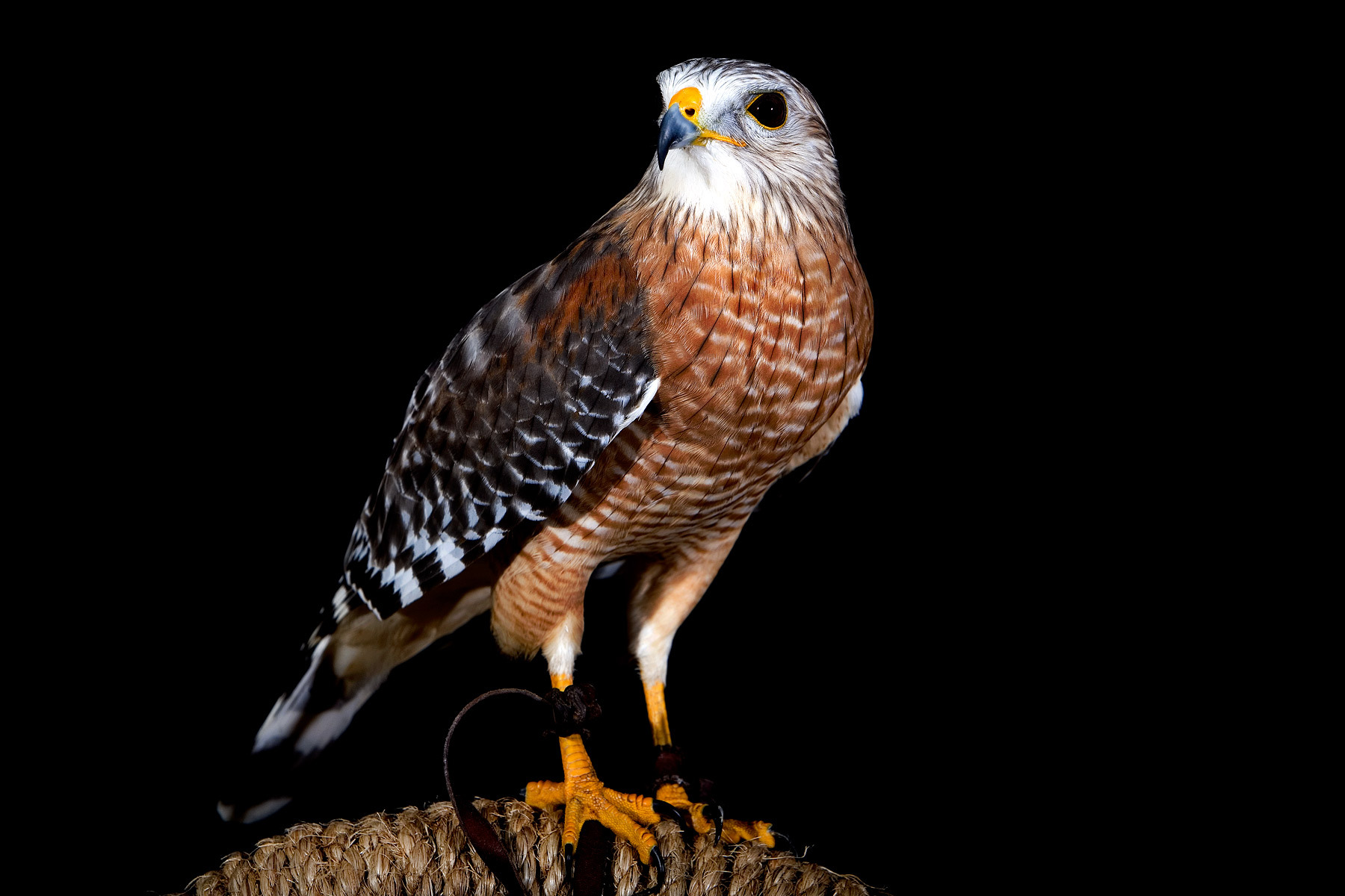 Free download wallpaper Birds, Bird, Falcon, Animal, Prairie Falcon on your PC desktop