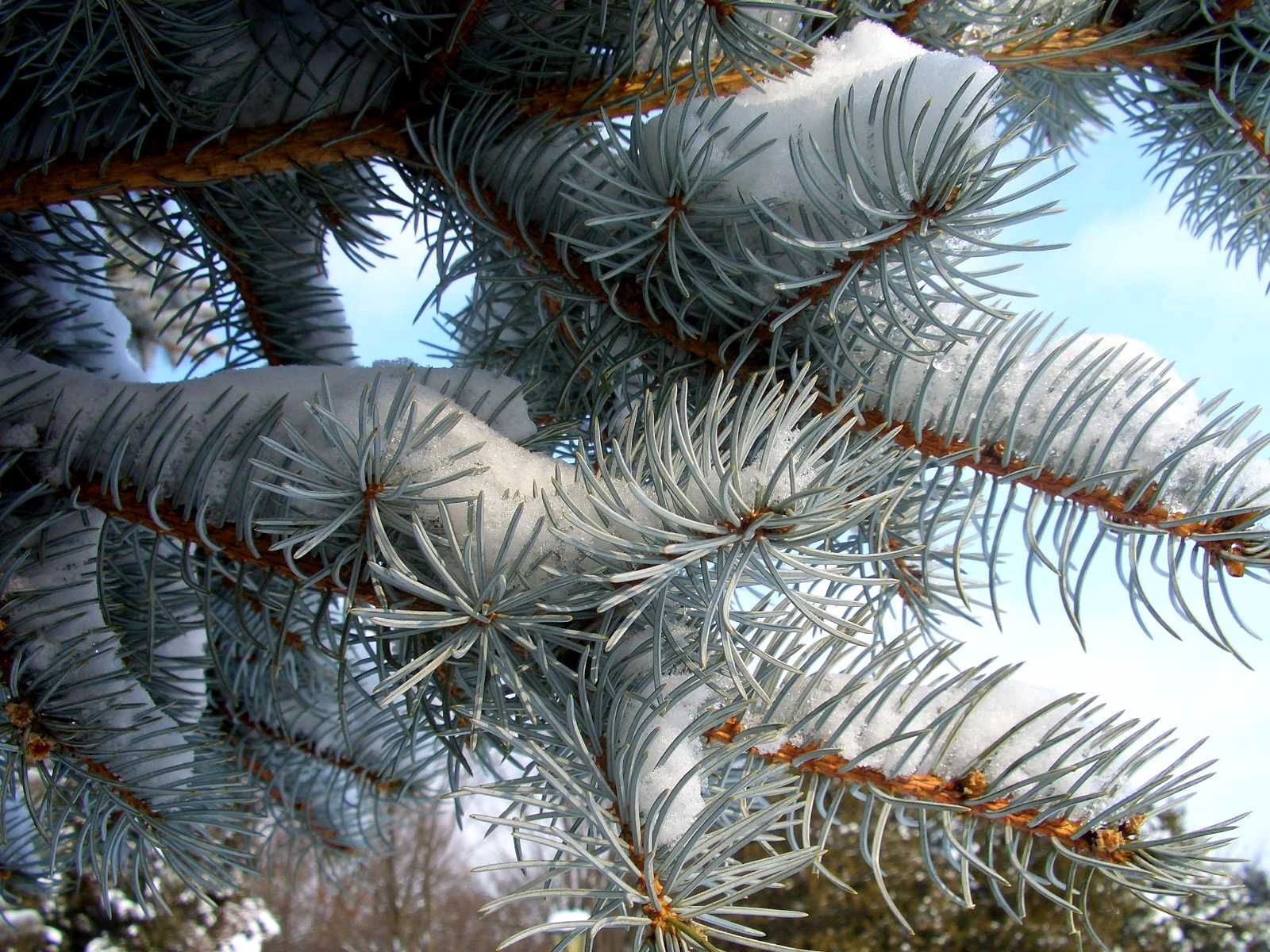 Laden Sie das Natur, Nadeln, Kiefer, Pine, Ast, Zweig, Schnee, Winter-Bild kostenlos auf Ihren PC-Desktop herunter