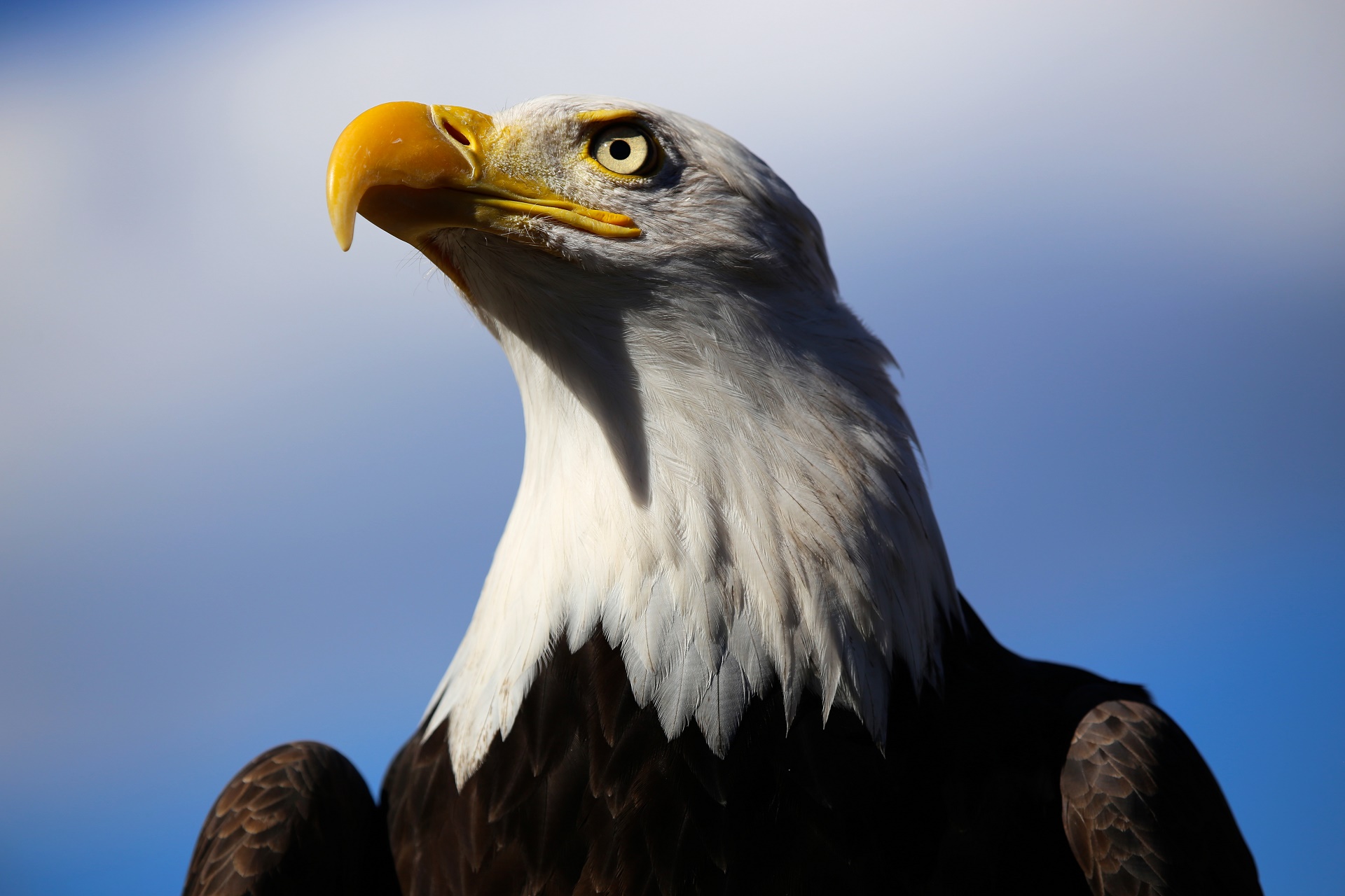 Baixar papel de parede para celular de Águia De Cabeça Branca, Aves, Animais gratuito.