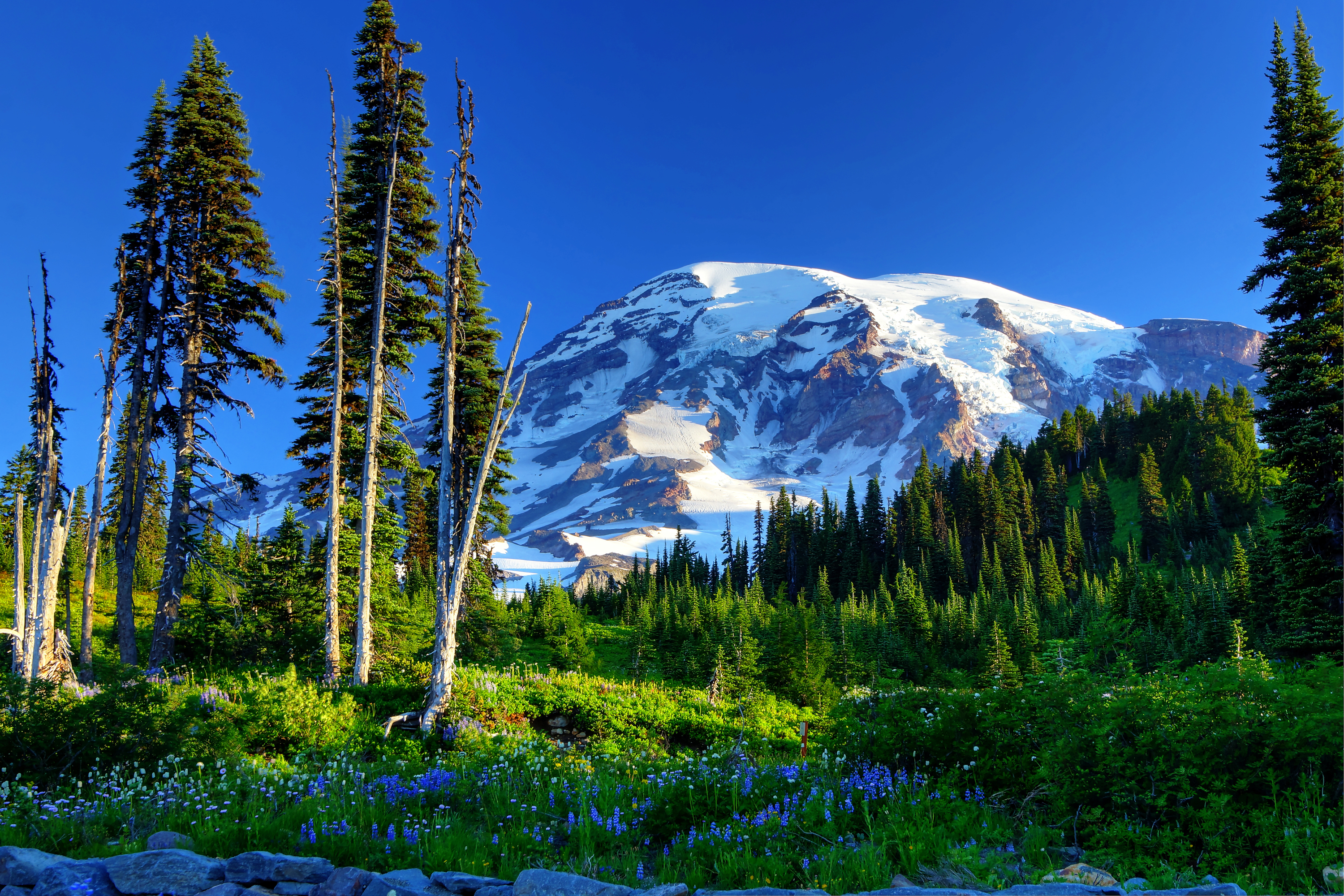 nature, mountains, trees, grass, usa, mount rainier, slope, flowers, snow, united states HD wallpaper
