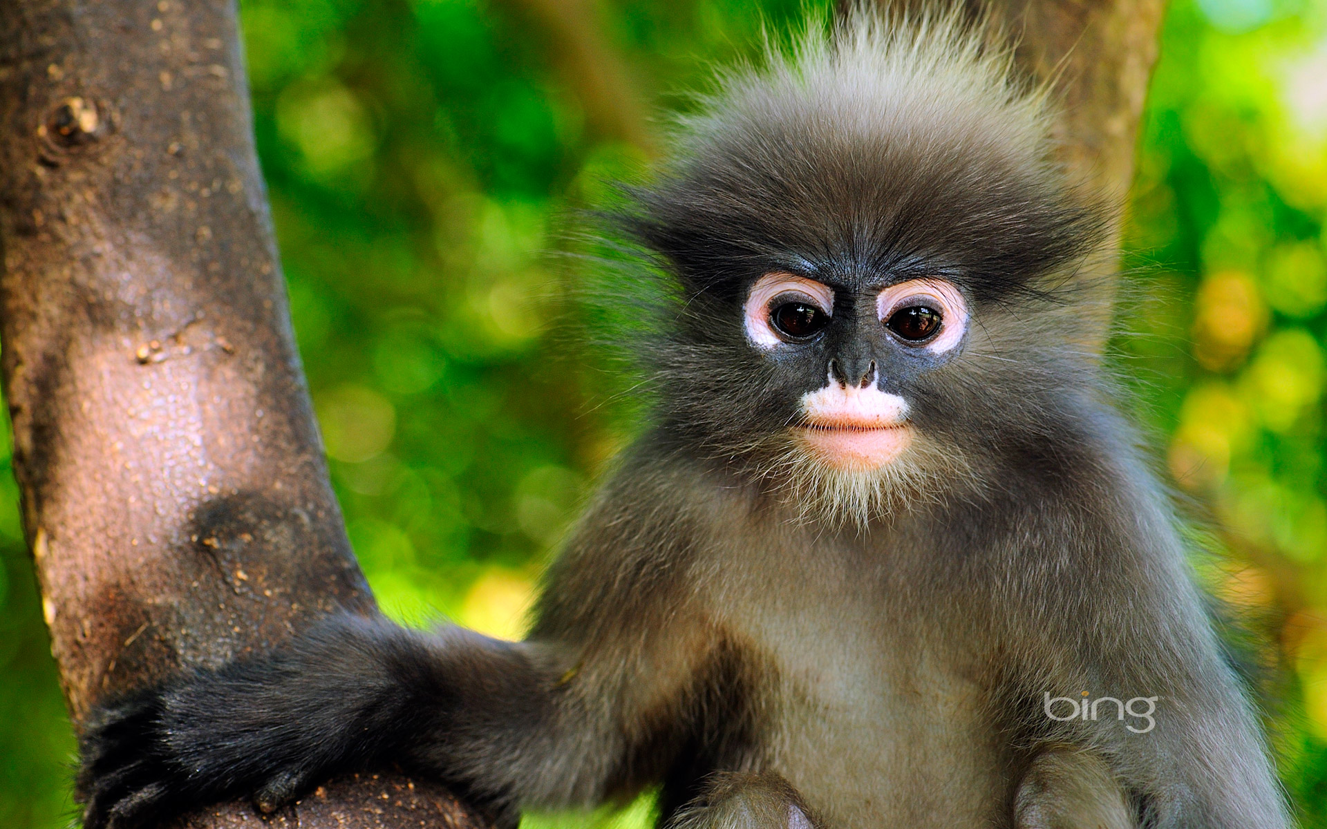 306780 descargar fondo de pantalla monos, animales, mono de hoja oscura, lindo, mono: protectores de pantalla e imágenes gratis
