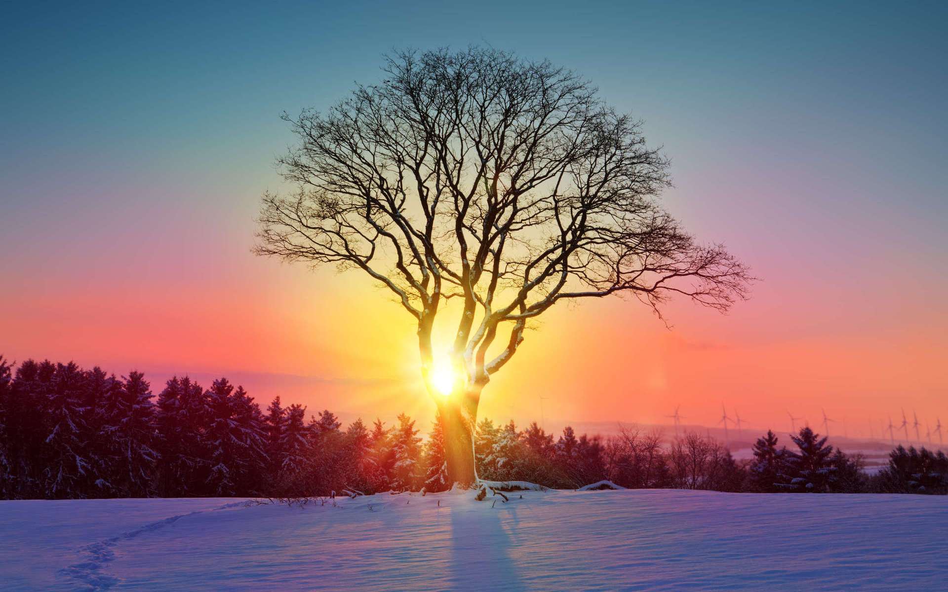 Скачать обои бесплатно Зима, Природа, Лес, Дерево, Солнечный Луч, Земля/природа, Закат Солнца картинка на рабочий стол ПК