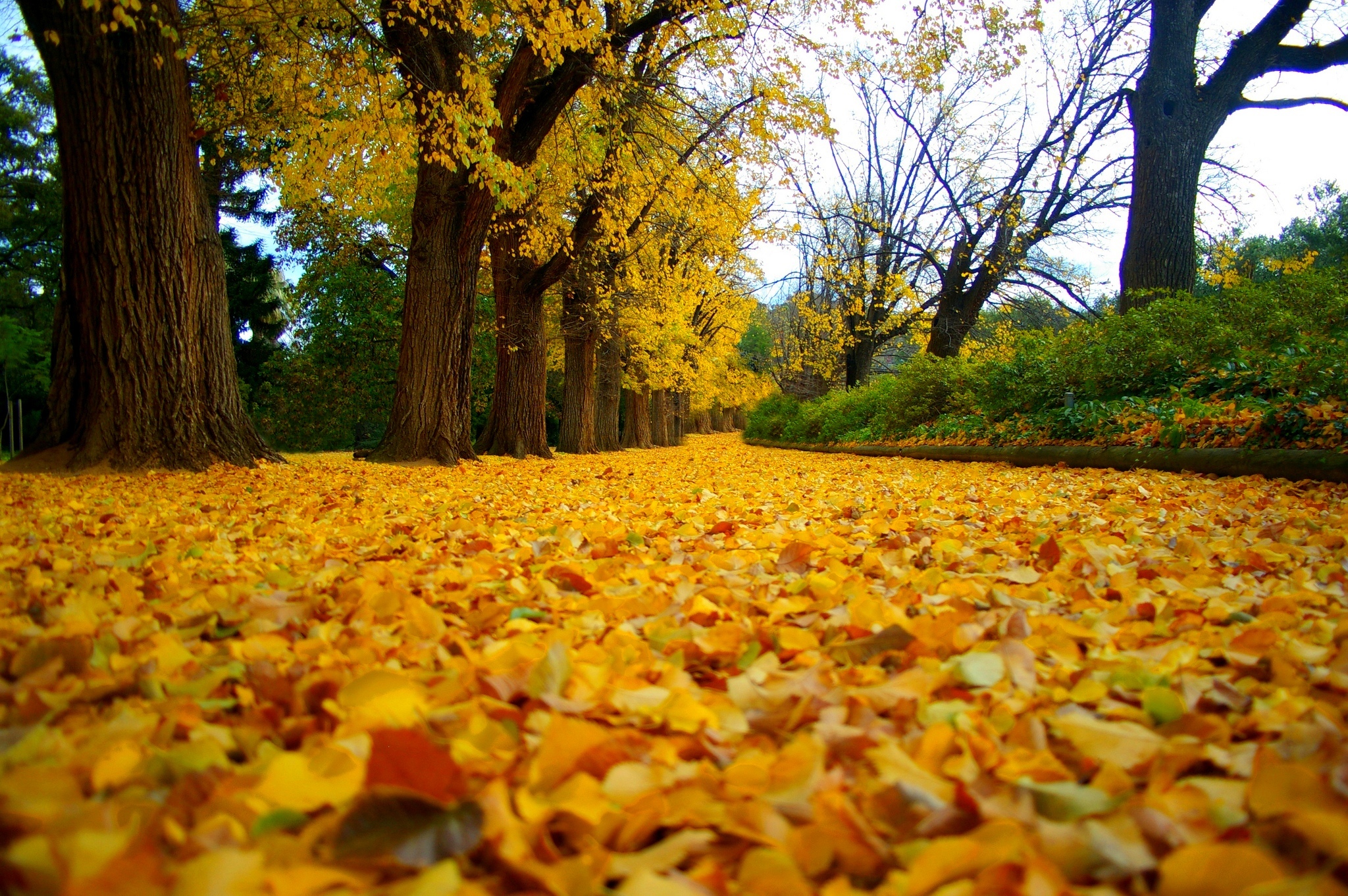 Téléchargez gratuitement l'image Automne, Terre/nature sur le bureau de votre PC