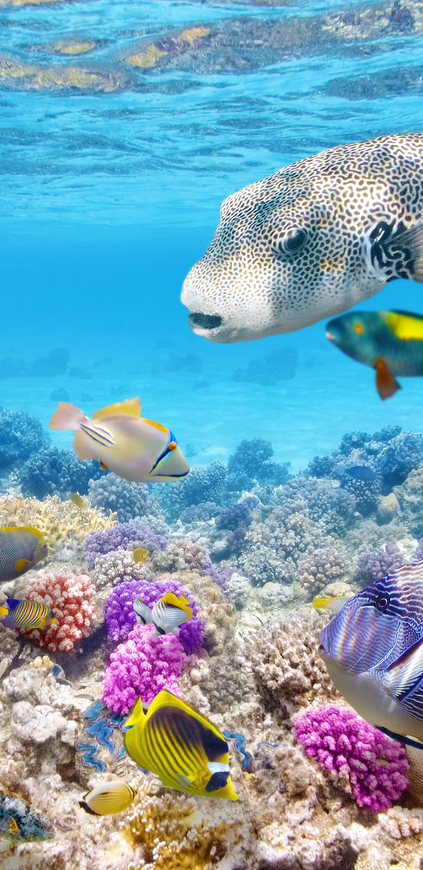 Free download wallpaper Fishes, Fish, Animal on your PC desktop