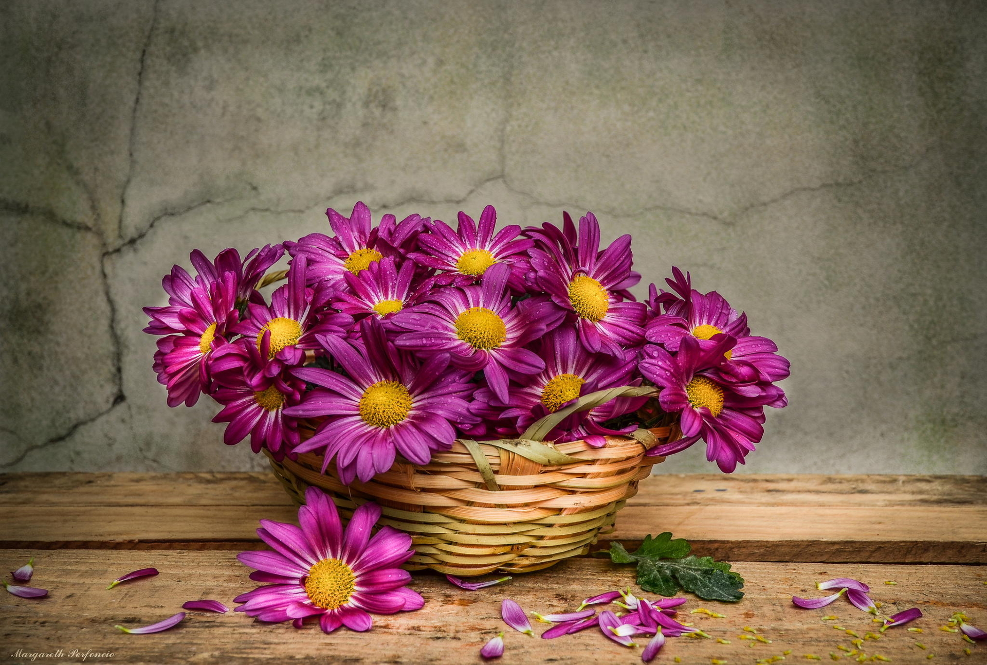 Download mobile wallpaper Flowers, Flower, Earth, Basket, Daisy, Purple Flower for free.