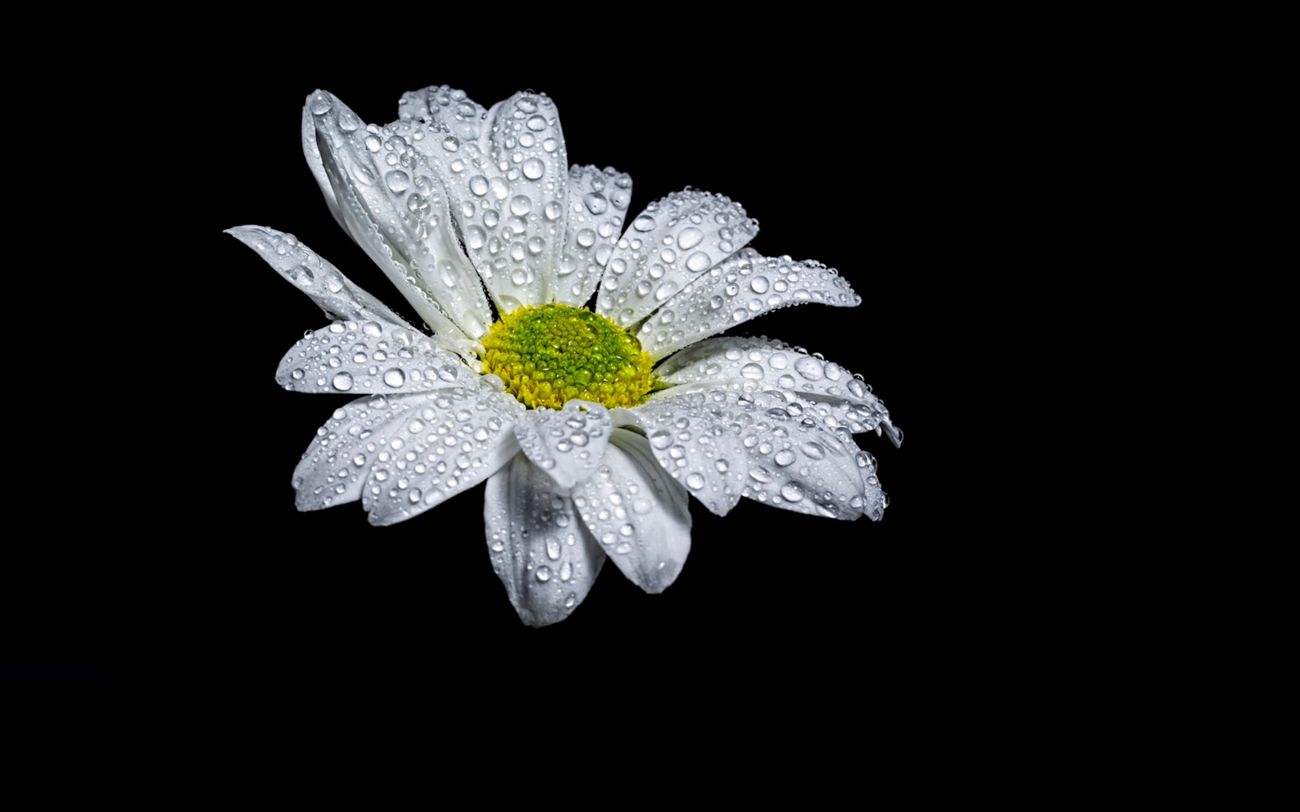 Download mobile wallpaper Daisy, Water Drop, White Flower, Flowers, Flower, Earth for free.