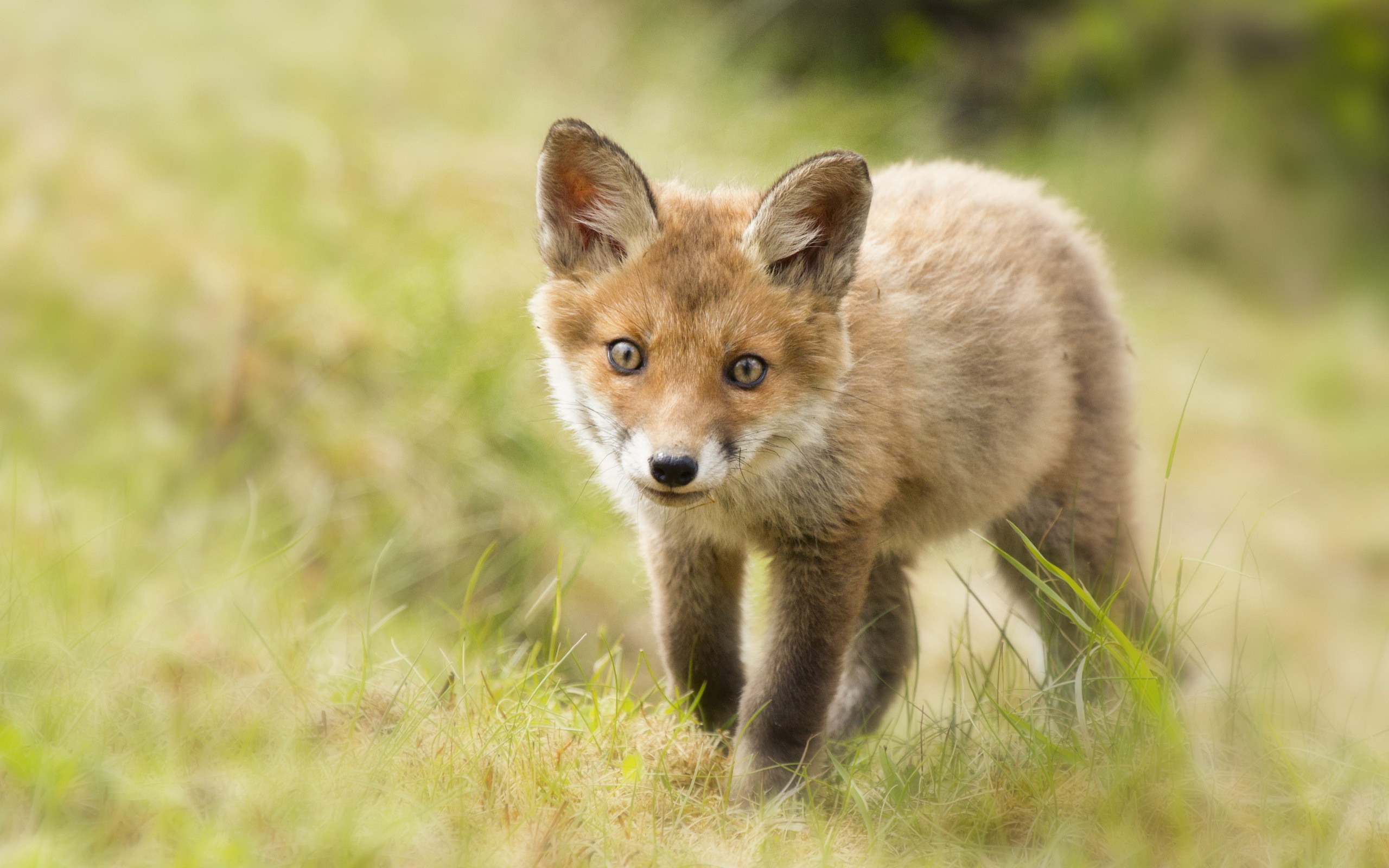 Handy-Wallpaper Tiere, Fuchs kostenlos herunterladen.