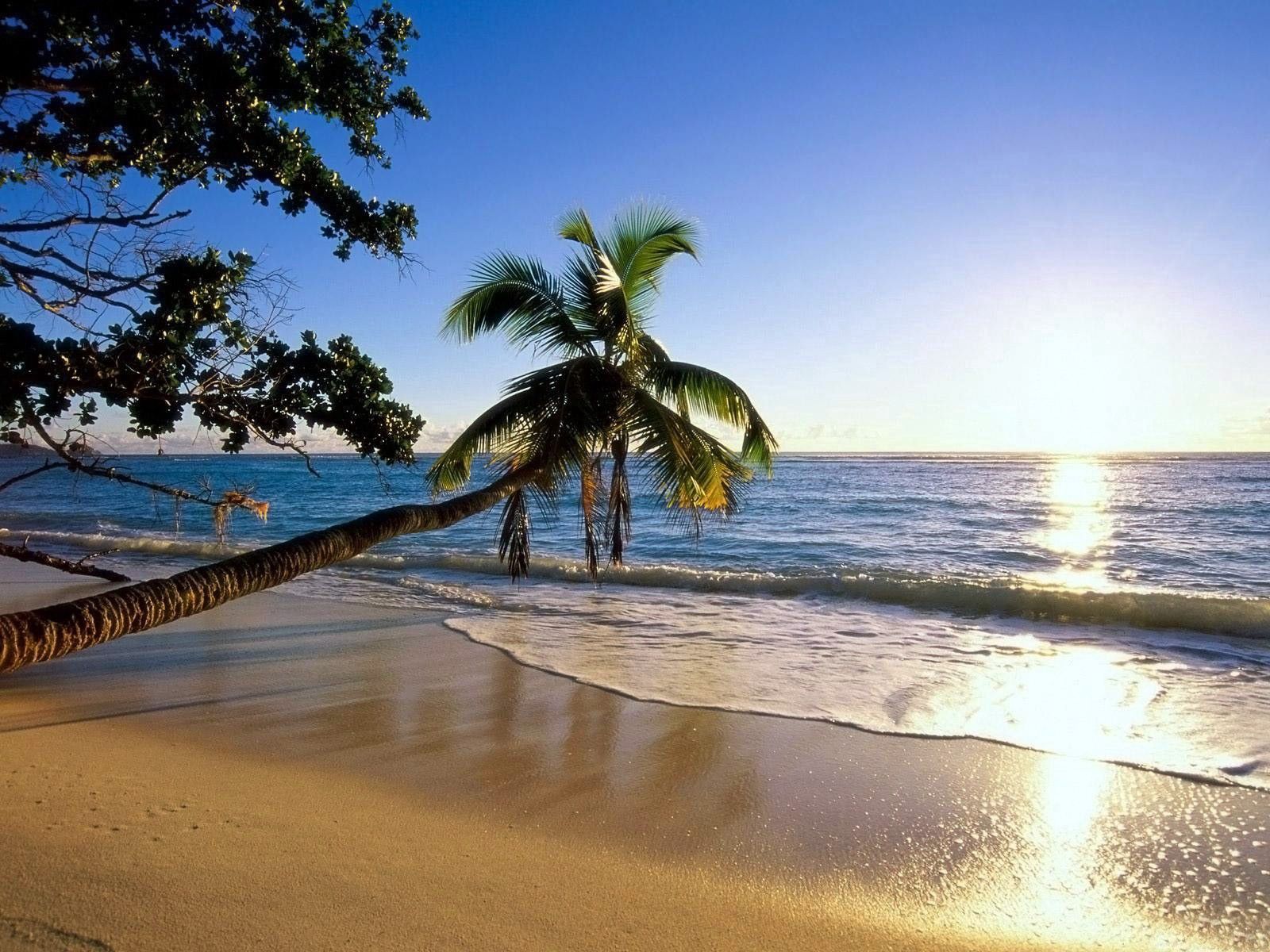 66142 скачать обои пальма, природа, пляж, деревья, море, солнце, берег, волна, наклон - заставки и картинки бесплатно