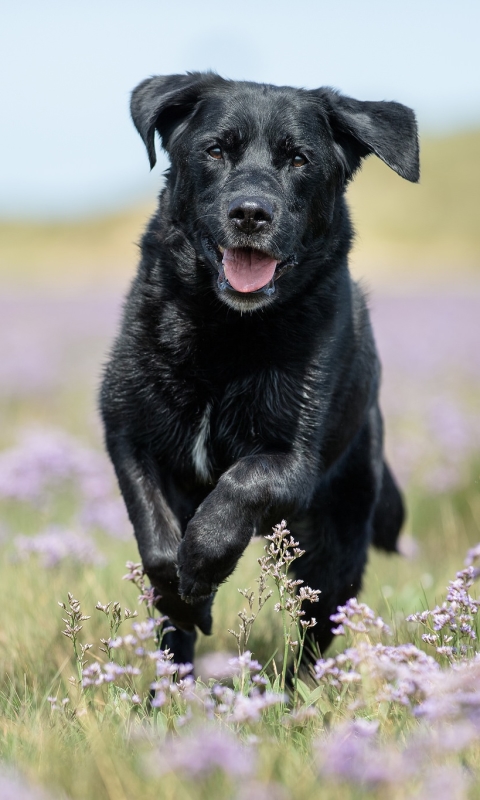 Download mobile wallpaper Dogs, Dog, Animal, Labrador Retriever, Purple Flower for free.
