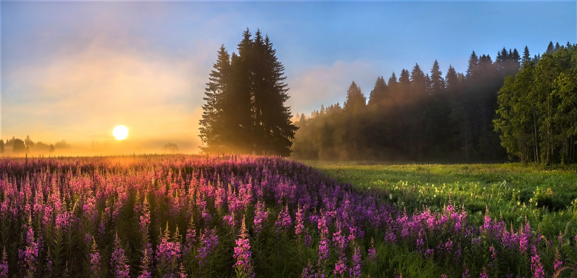 866642 скачать обои фиолетовый цветок, закат, земля/природа, поле, цветок, туман, солнце, дерево - заставки и картинки бесплатно