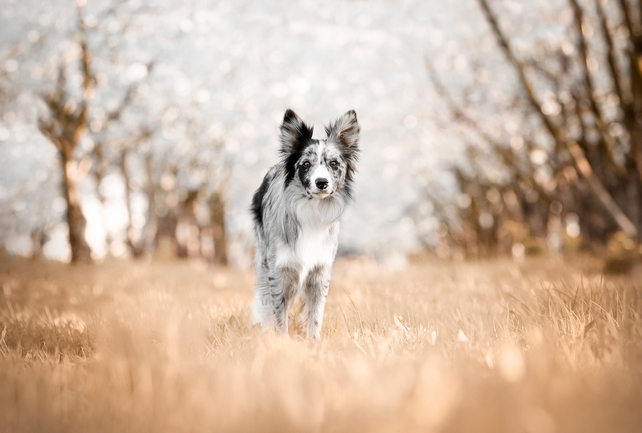 Descarga gratis la imagen Animales, Perros, Perro, Collie De La Frontera en el escritorio de tu PC