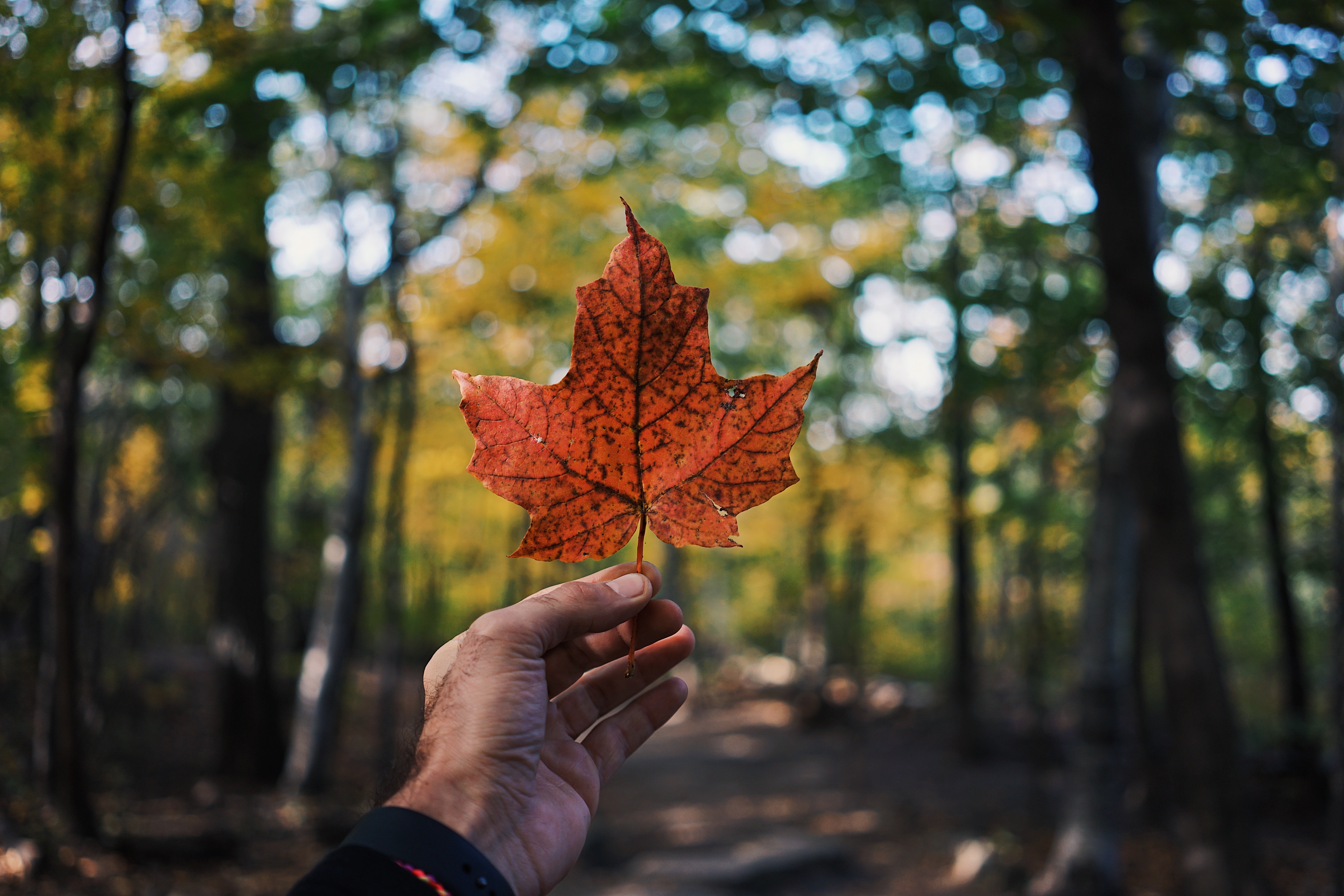 Téléchargez gratuitement l'image Automne, Feuille, Terre/nature sur le bureau de votre PC