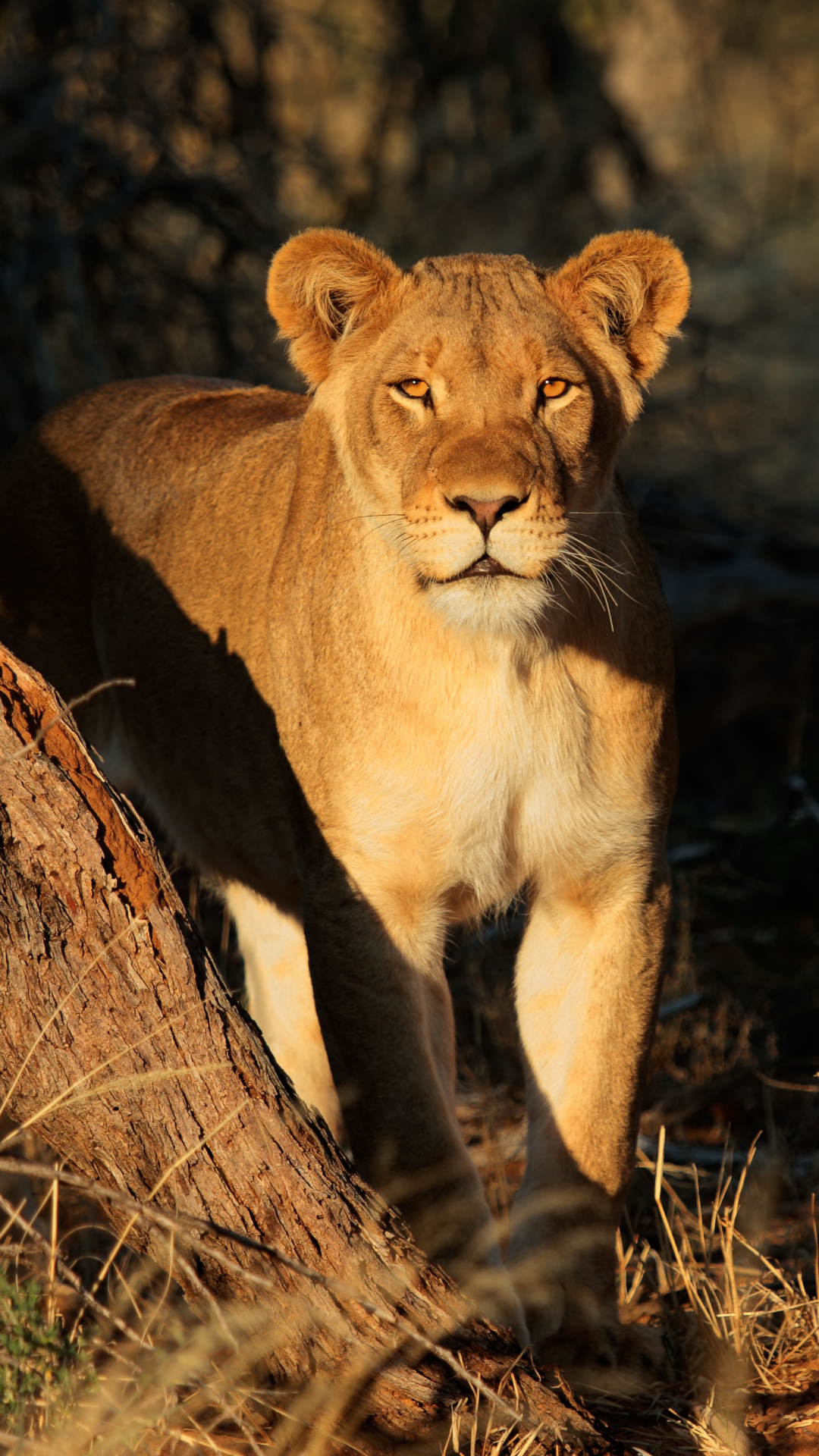 Téléchargez des papiers peints mobile Animaux, Chats, Lion, Regard gratuitement.