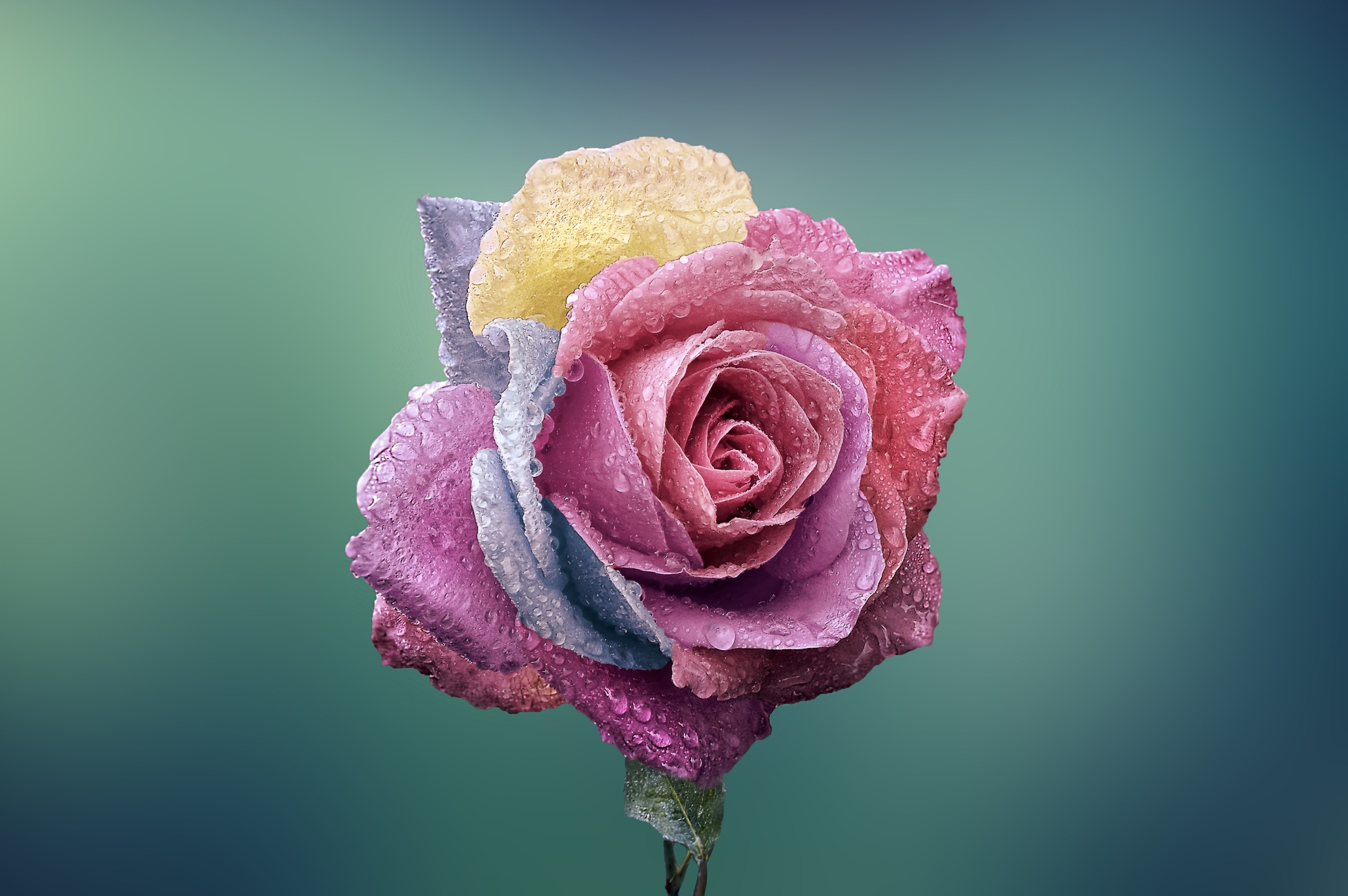 Free download wallpaper Flowers, Flower, Rose, Close Up, Earth, Water Drop, Pink Flower on your PC desktop