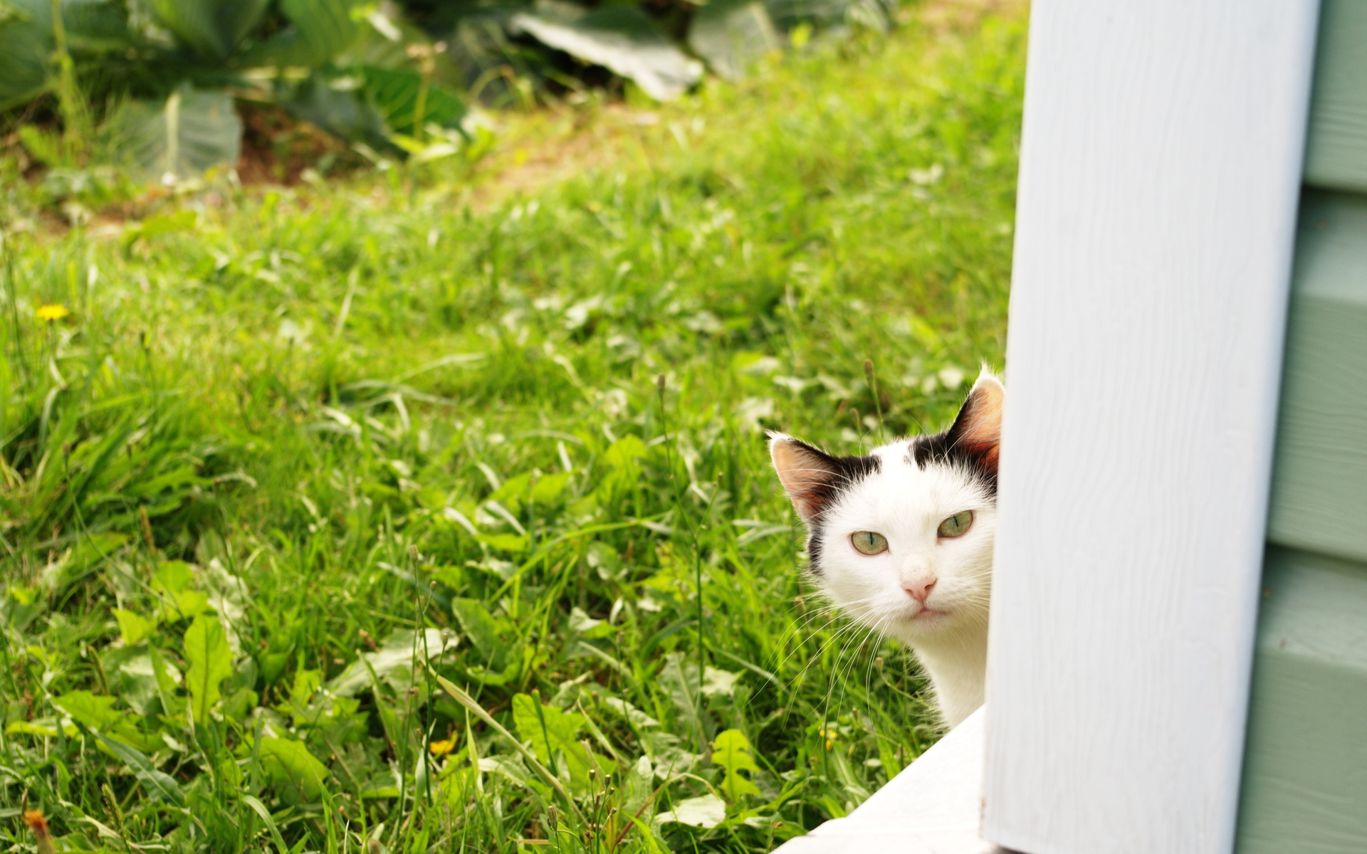 Baixar papel de parede para celular de Animais, Gatos, Gato gratuito.