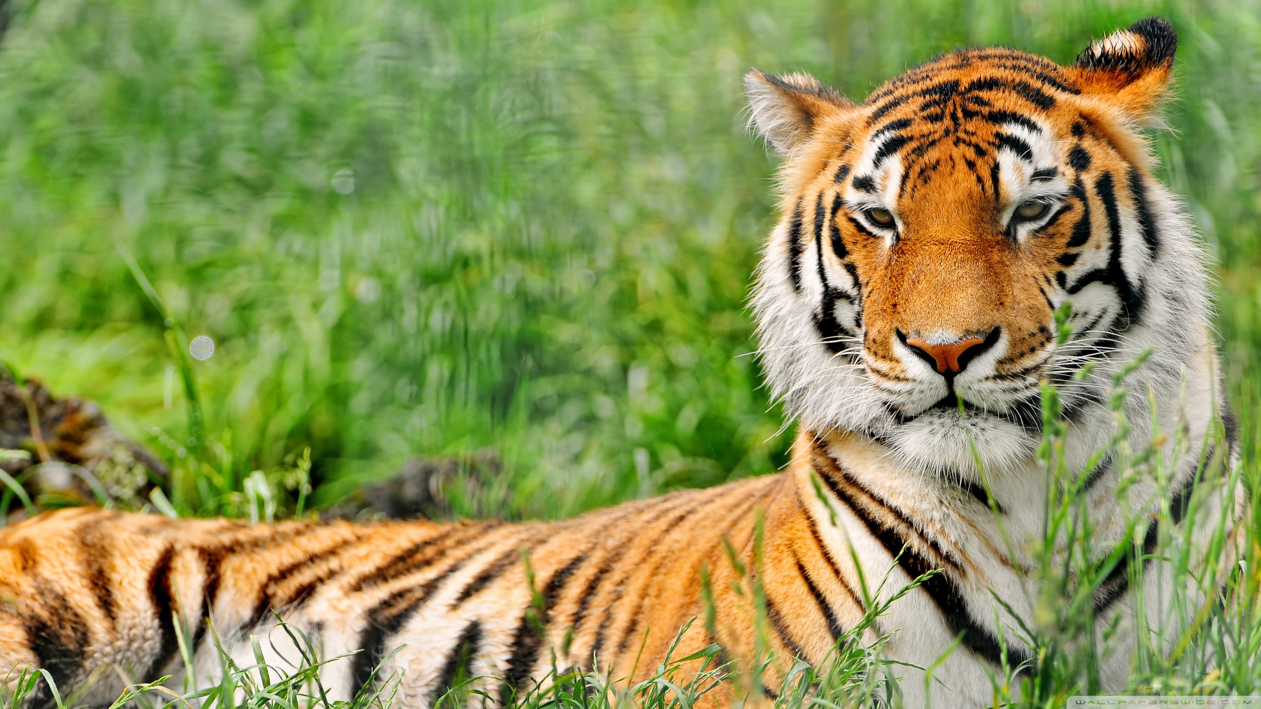 Téléchargez gratuitement l'image Animaux, Chats, Tigre sur le bureau de votre PC