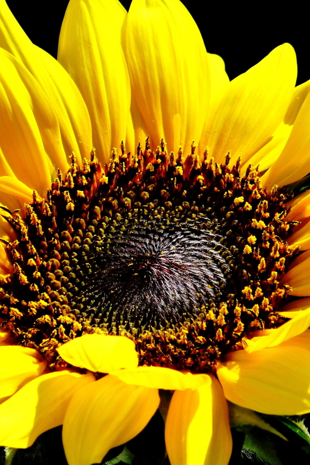 Download mobile wallpaper Flowers, Earth, Sunflower for free.