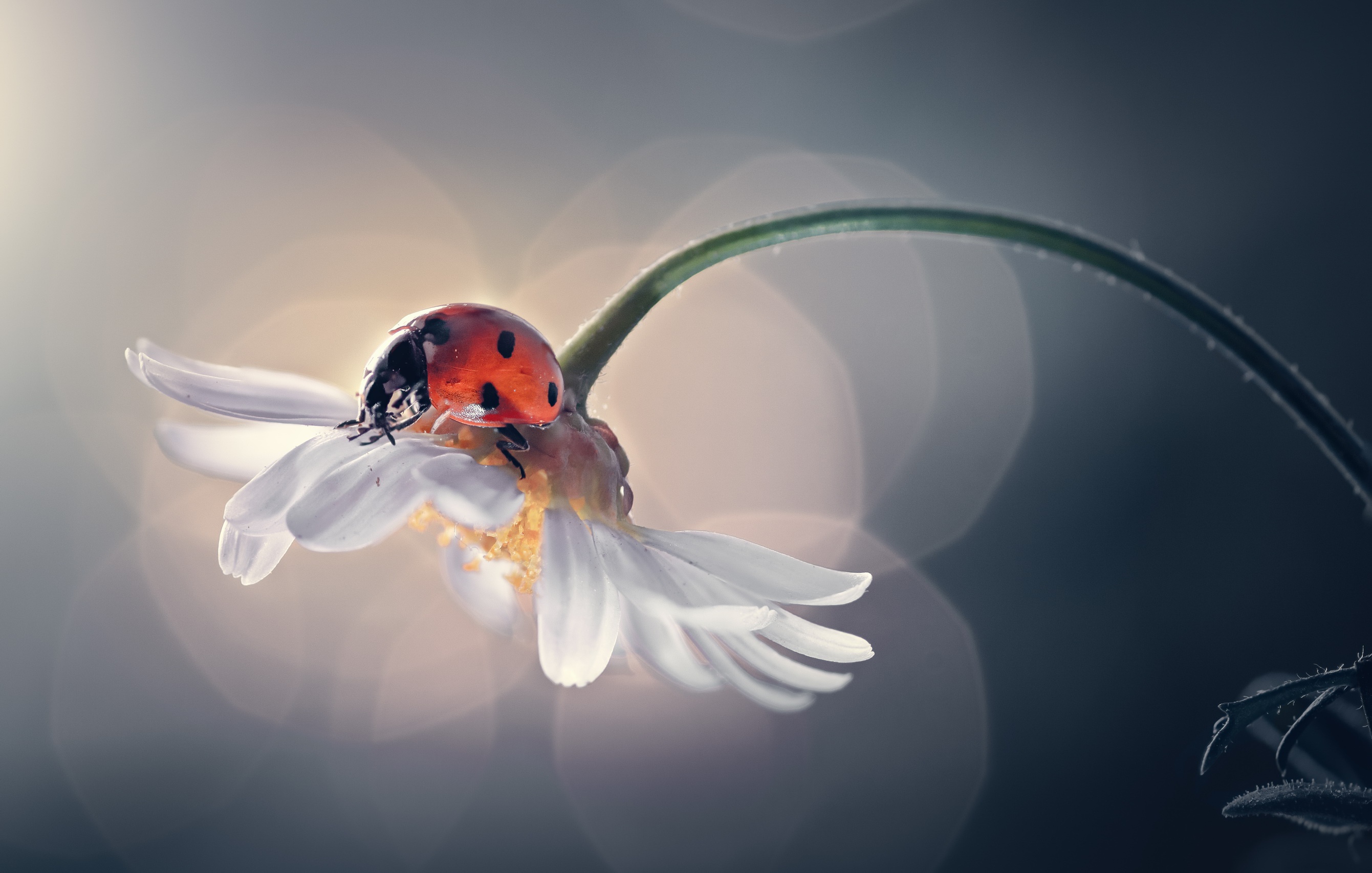 Download mobile wallpaper Flower, Macro, Animal, Ladybug, White Flower for free.