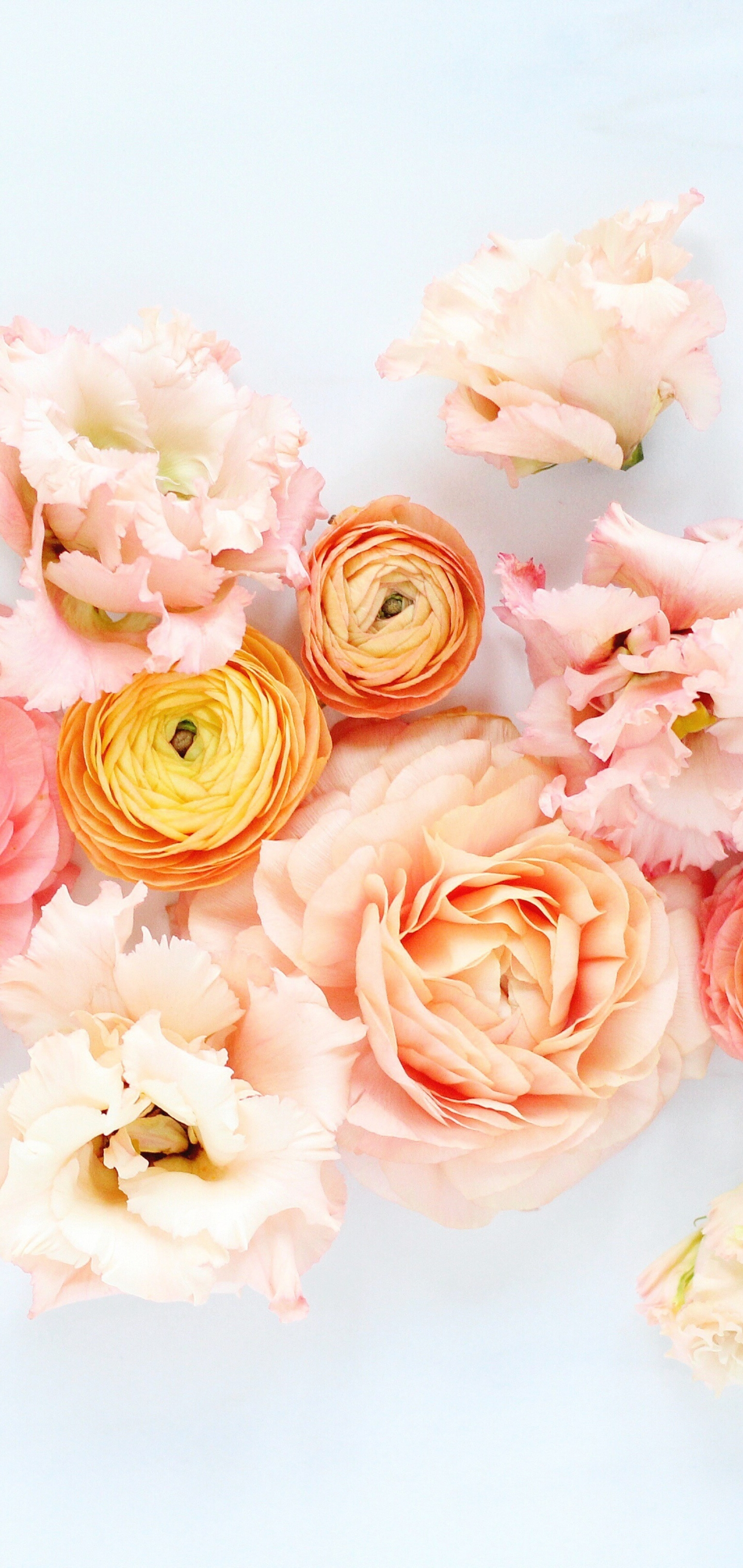 Download mobile wallpaper Flowers, Flower, Earth, Peony, Pink Flower, Peach Flower, Ranuncula for free.