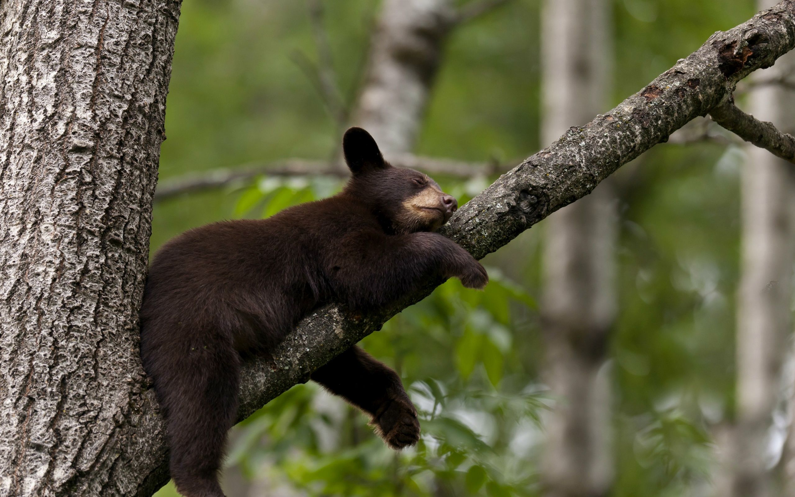 Descarga gratuita de fondo de pantalla para móvil de Animales, Oso.