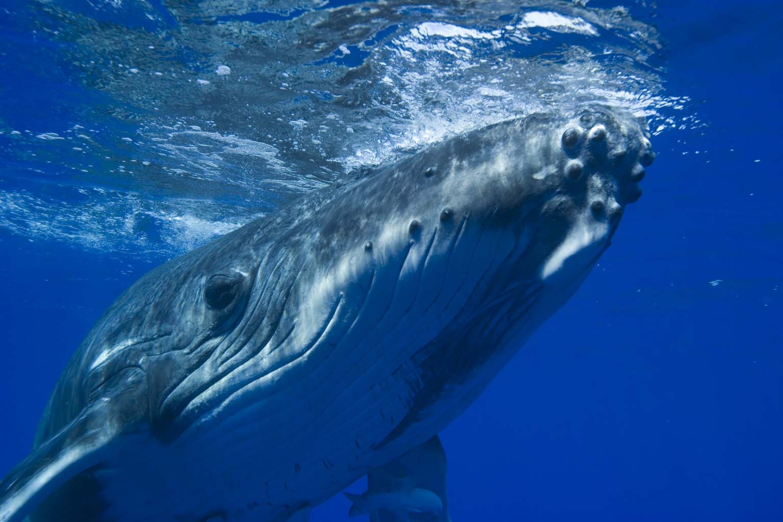 Download mobile wallpaper Animal, Whale, Underwater for free.