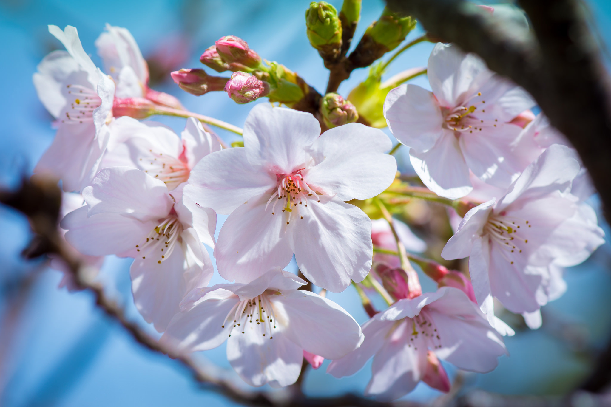 Download mobile wallpaper Nature, Flowers, Close Up, Earth, Spring, Cherry Blossom, Blossom, Pink Flower for free.