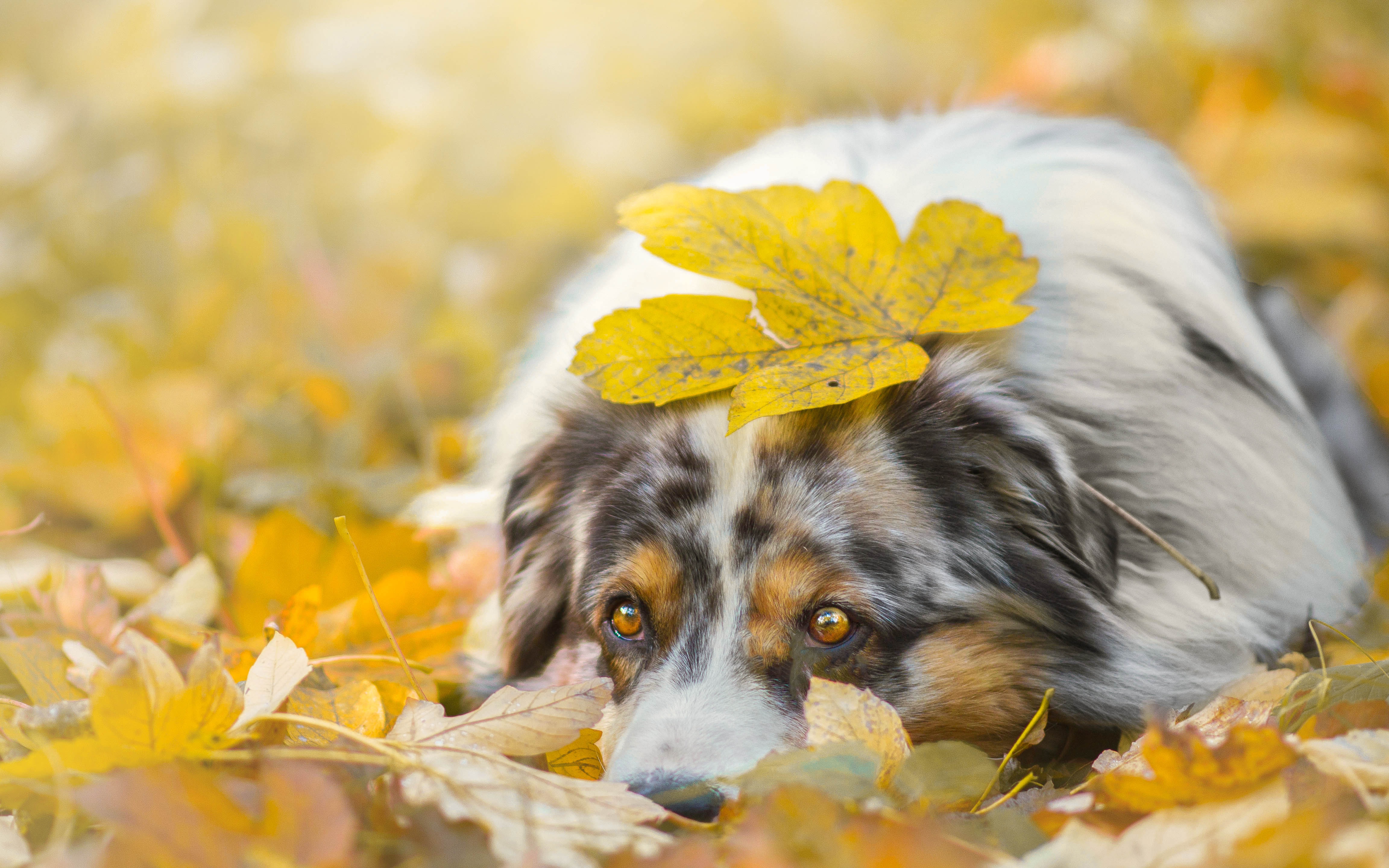 Laden Sie das Tiere, Hunde, Herbst, Hund, Blatt, Australischer Hirte-Bild kostenlos auf Ihren PC-Desktop herunter