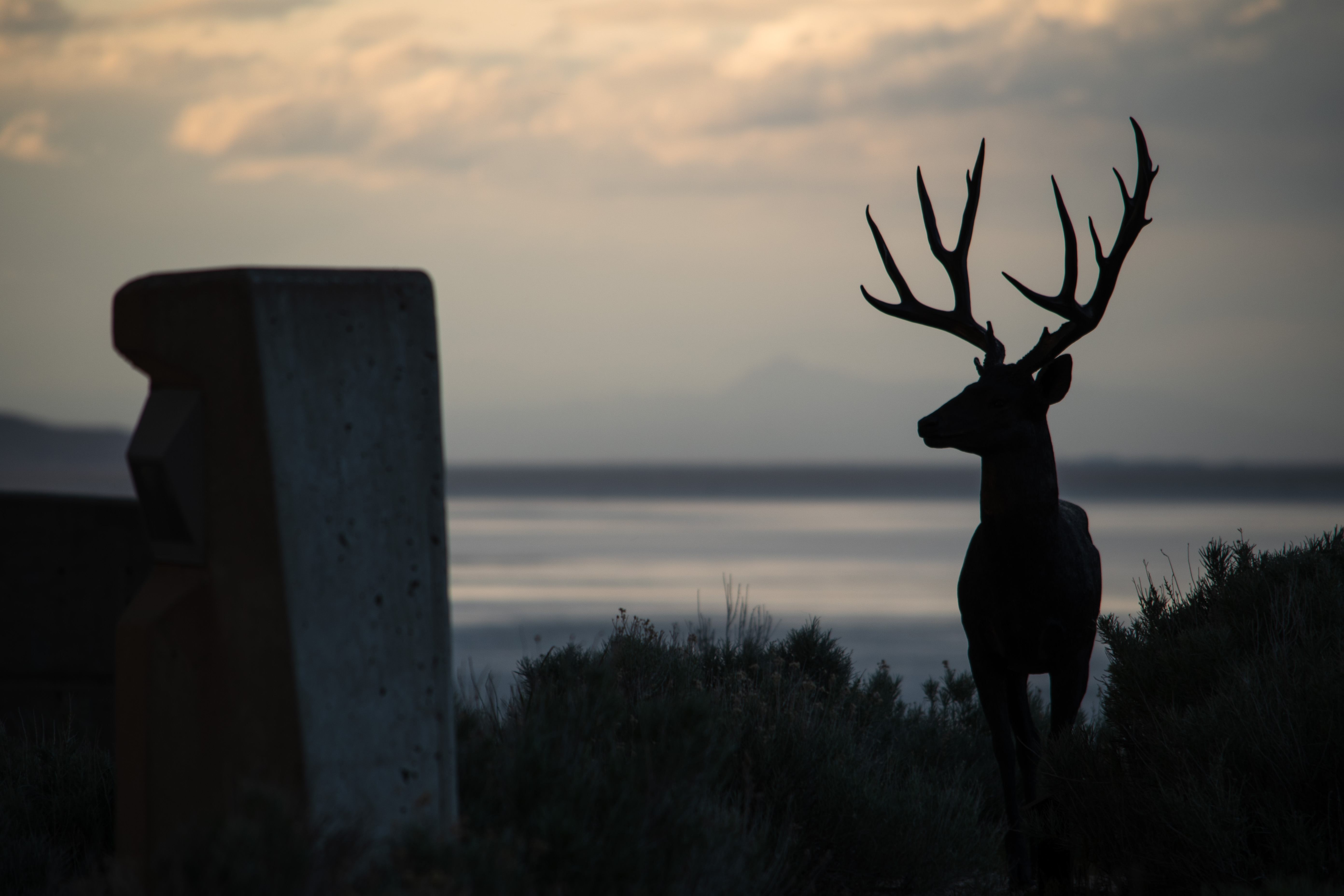deer, night, dark, silhouette, horns Panoramic Wallpaper