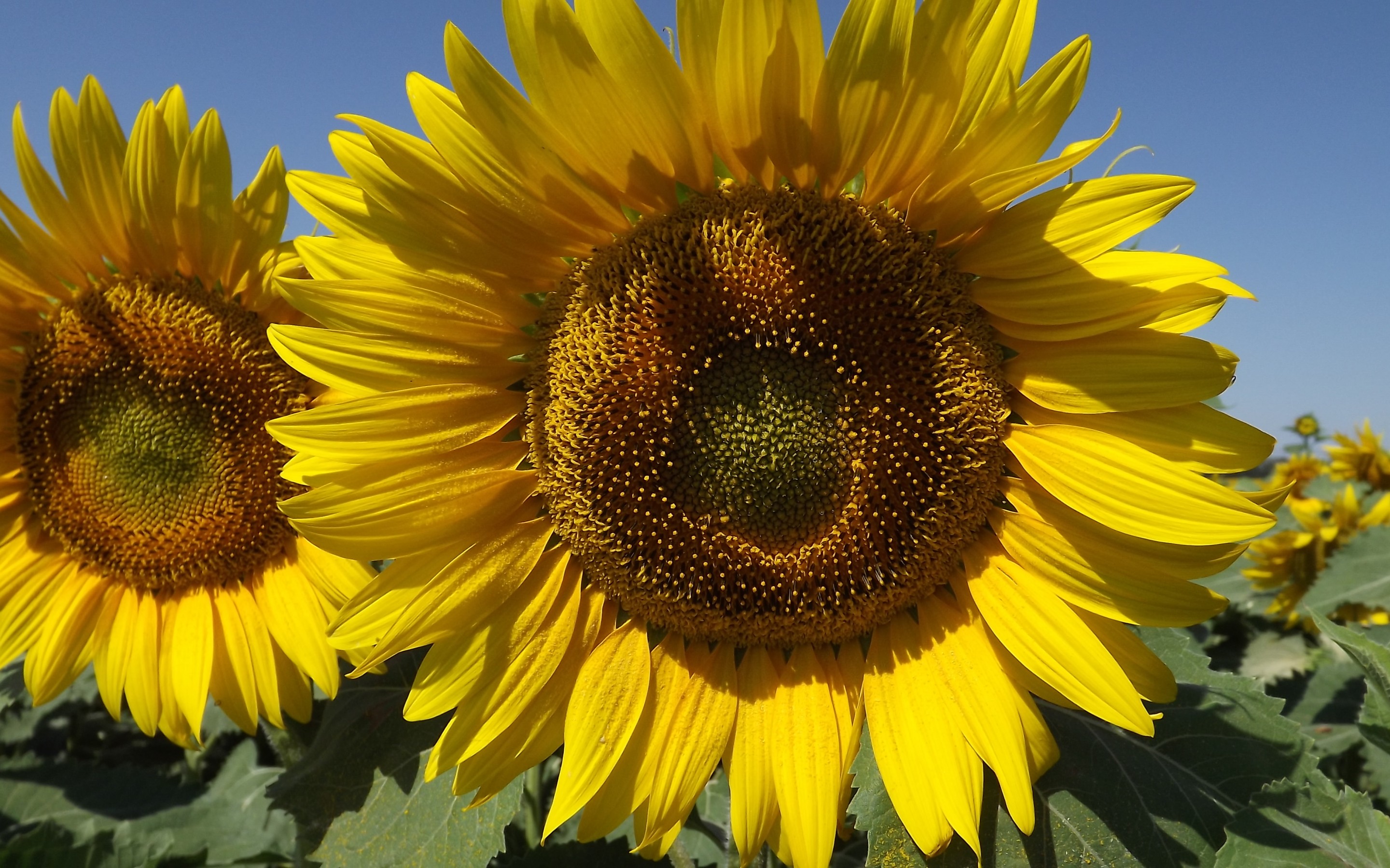 Descarga gratuita de fondo de pantalla para móvil de Girasol, Flores, Tierra/naturaleza.