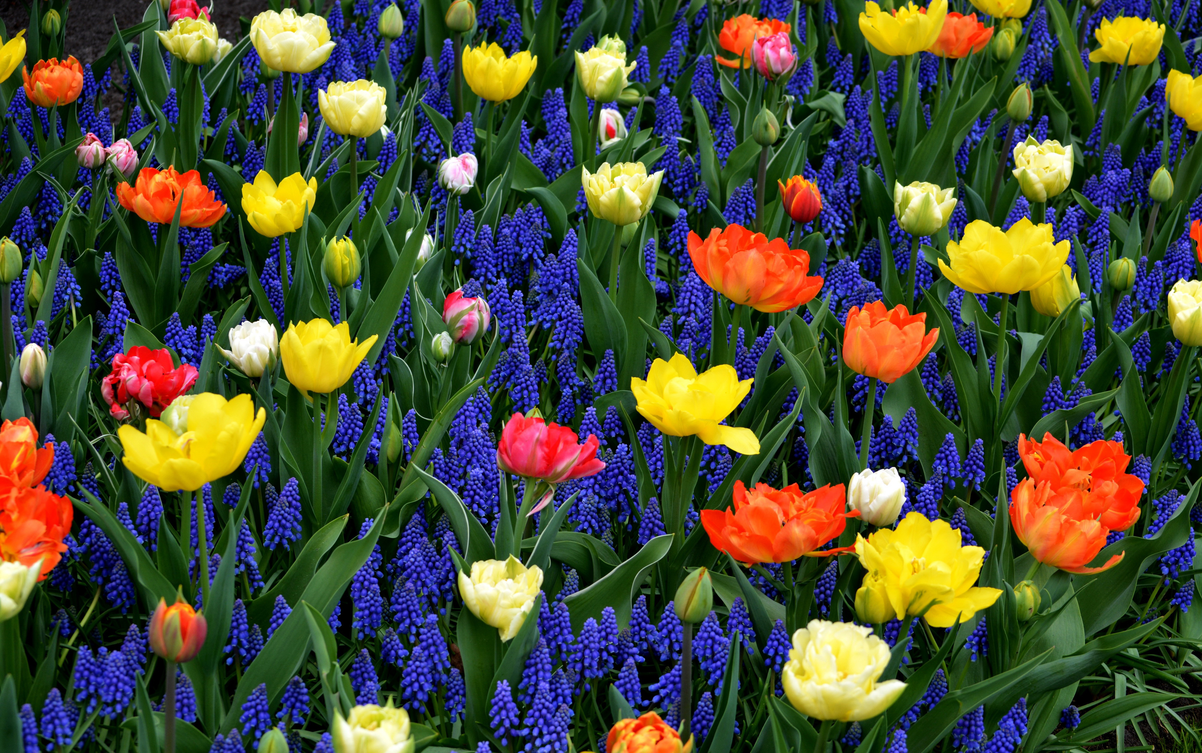 416260 завантажити шпалери земля, квітка, синя квітка, гіацинт, апельсинова квітка, тюльпан, жовта квітка, флауерзи - заставки і картинки безкоштовно