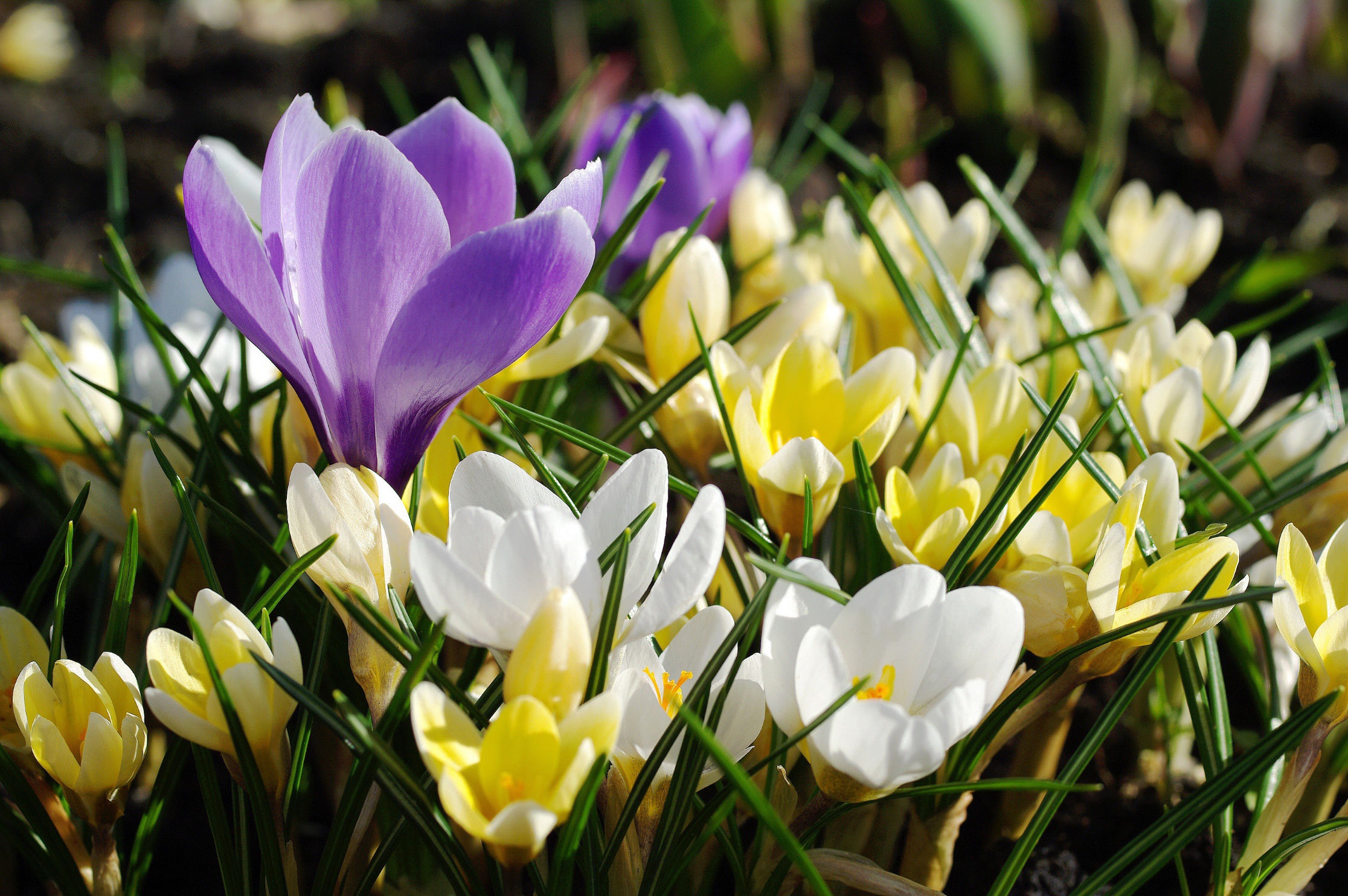 Laden Sie das Natur, Blumen, Blume, Makro, Krokus, Gelbe Blume, Weiße Blume, Lila Blume, Erde/natur-Bild kostenlos auf Ihren PC-Desktop herunter