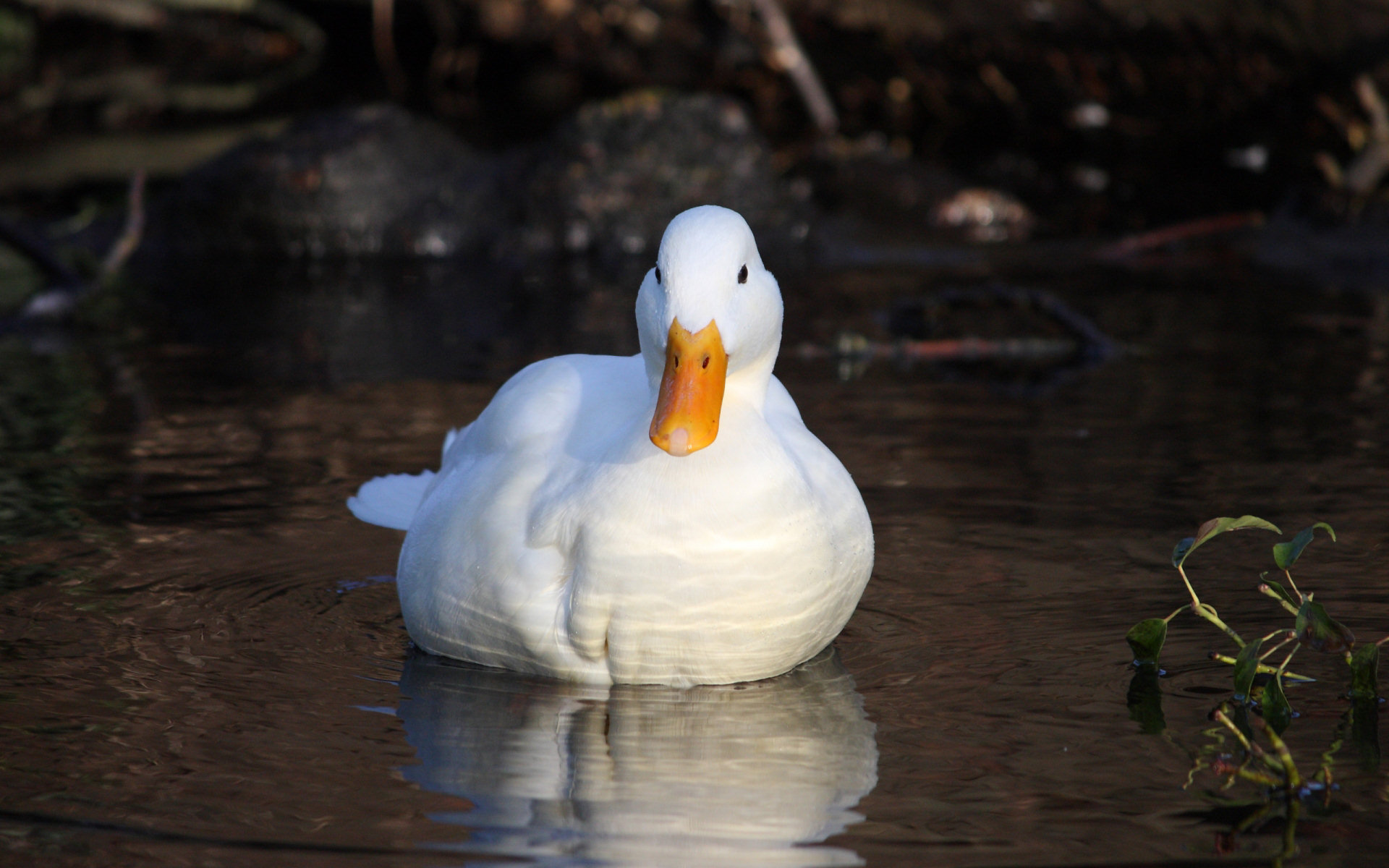 Handy-Wallpaper Ente, Vögel, Tiere kostenlos herunterladen.