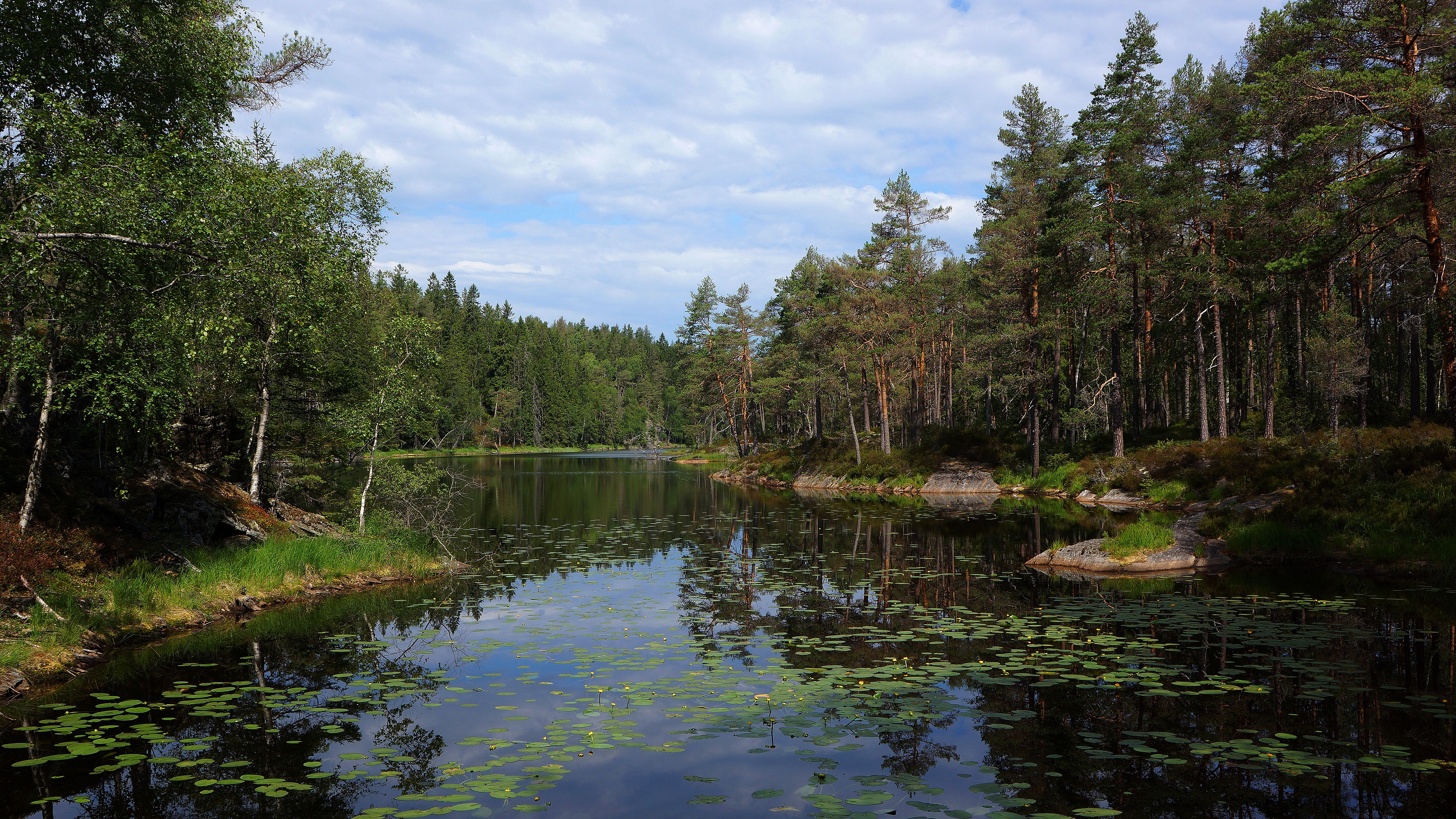PCデスクトップに風景, 湖, 森, 地球, 池, 松の木画像を無料でダウンロード