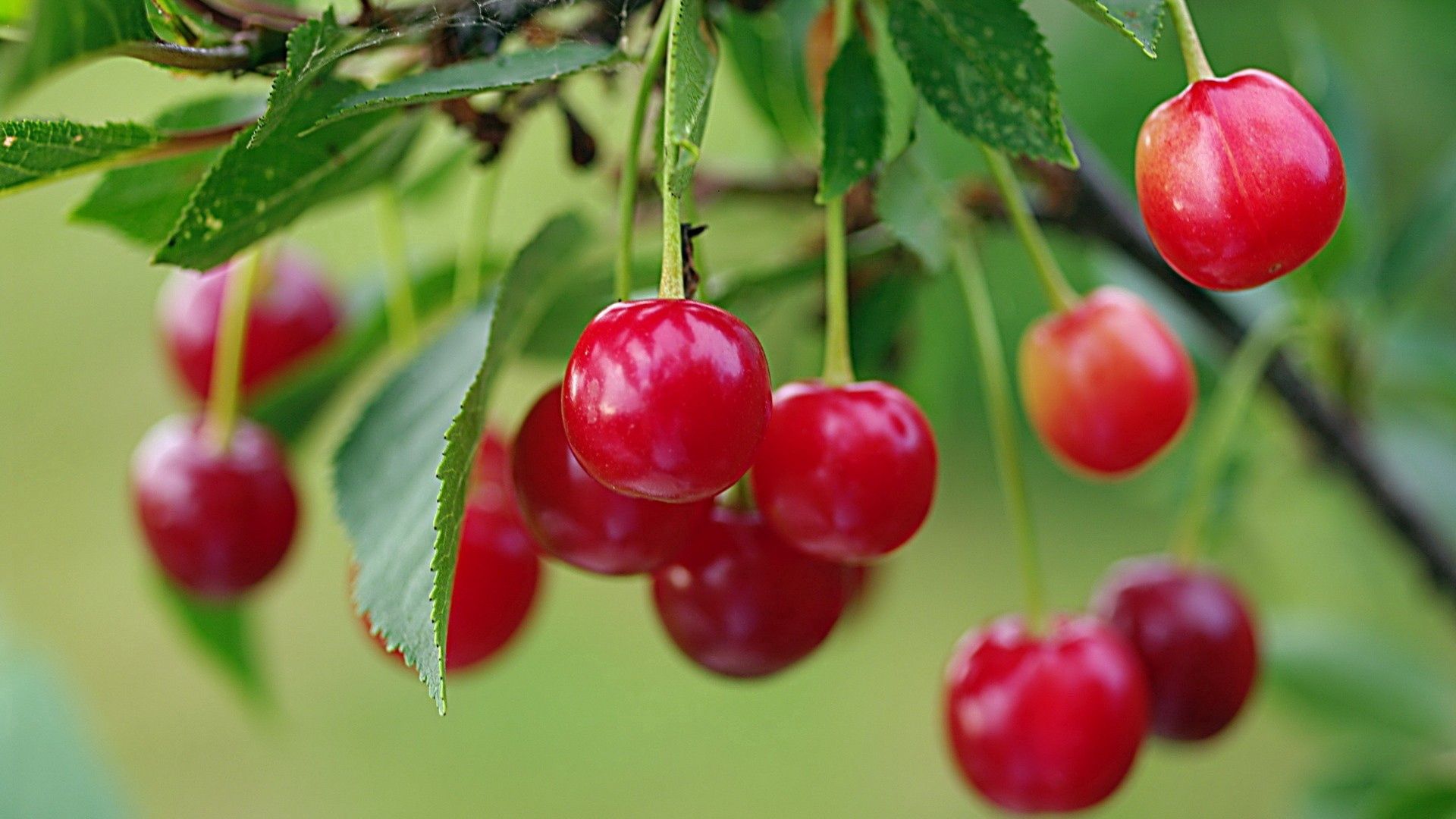 branch, sweet cherry, macro, berry, ripe FHD, 4K, UHD