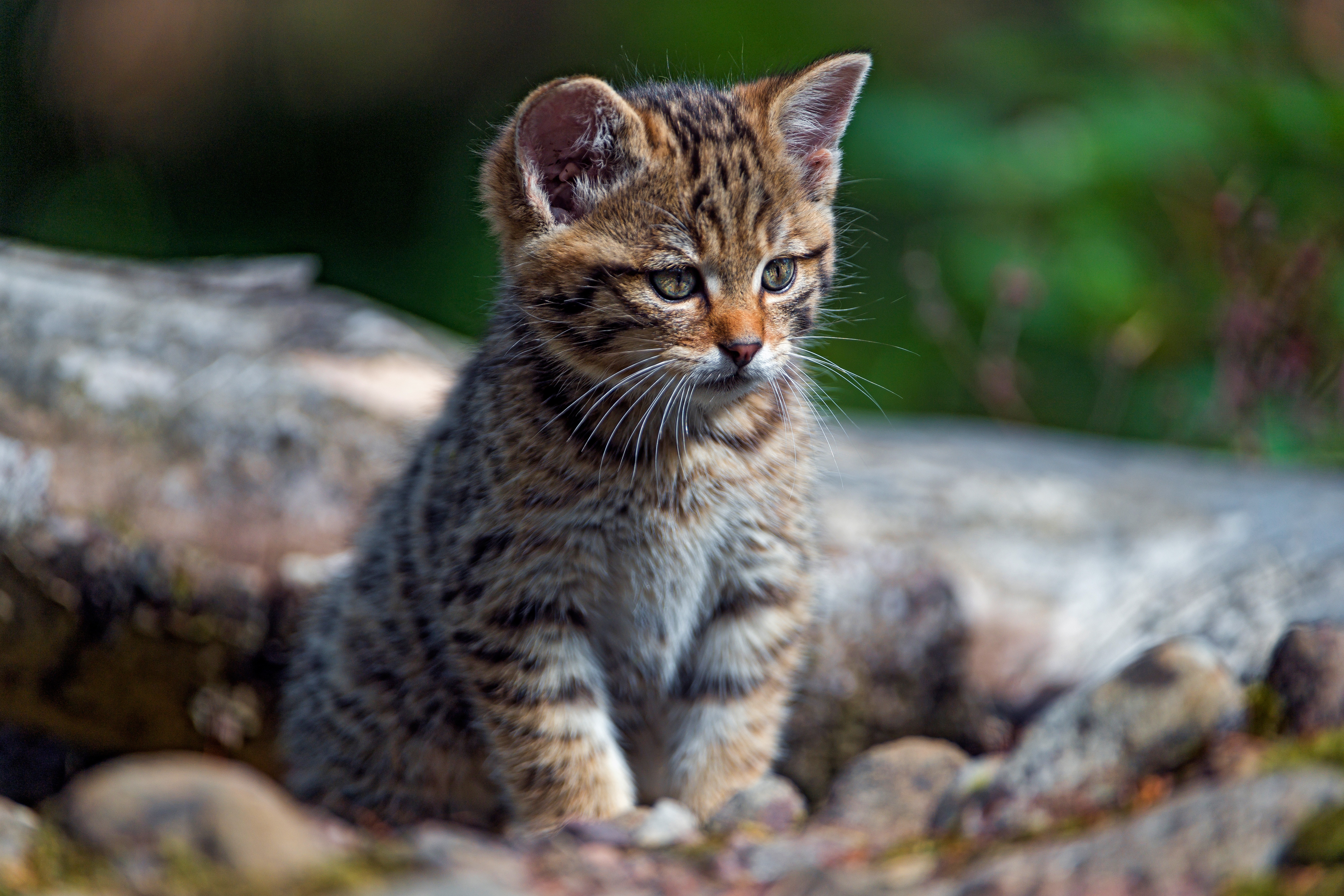 Descarga gratuita de fondo de pantalla para móvil de Animales, Gatos, Gato, Gatito, Bebe Animal.