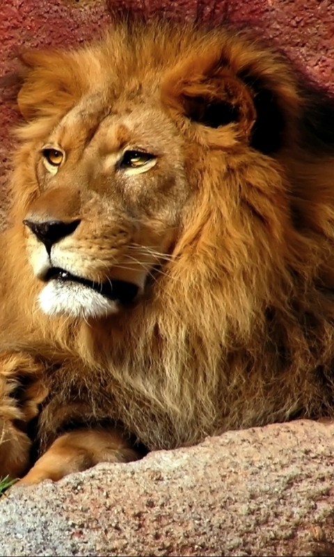 Download mobile wallpaper Cats, Cat, Lion, Lioness, Animal for free.