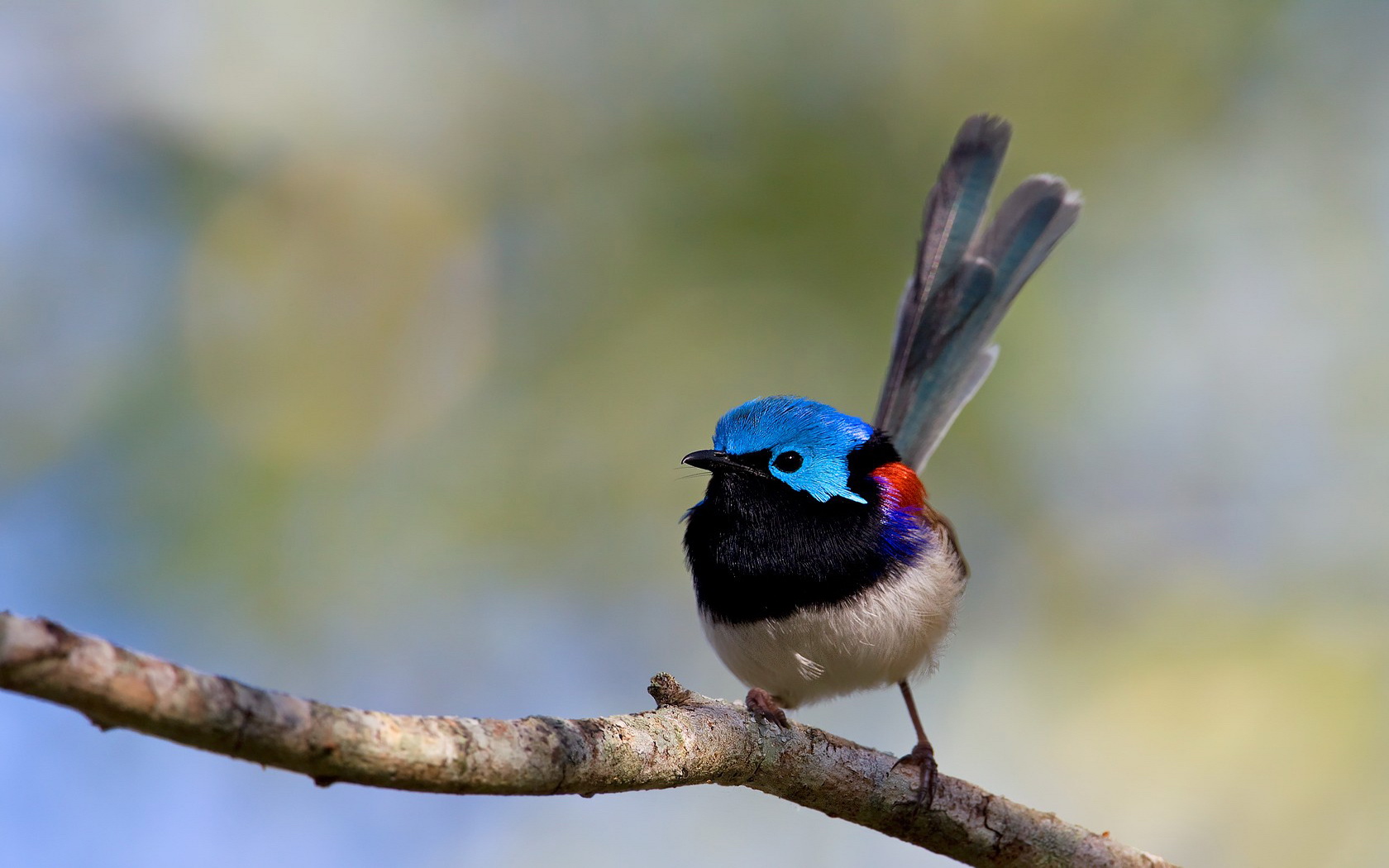 Baixar papel de parede para celular de Animais, Aves, Pássaro gratuito.