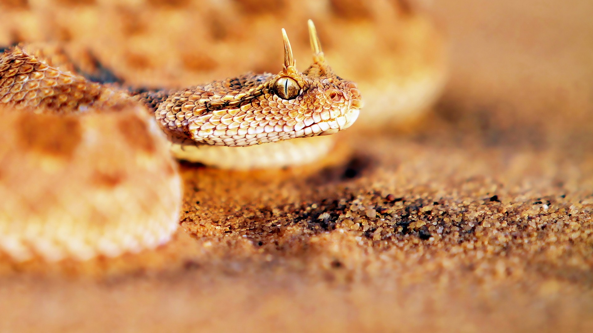 254160 Bild herunterladen tiere, viper, reptilien - Hintergrundbilder und Bildschirmschoner kostenlos