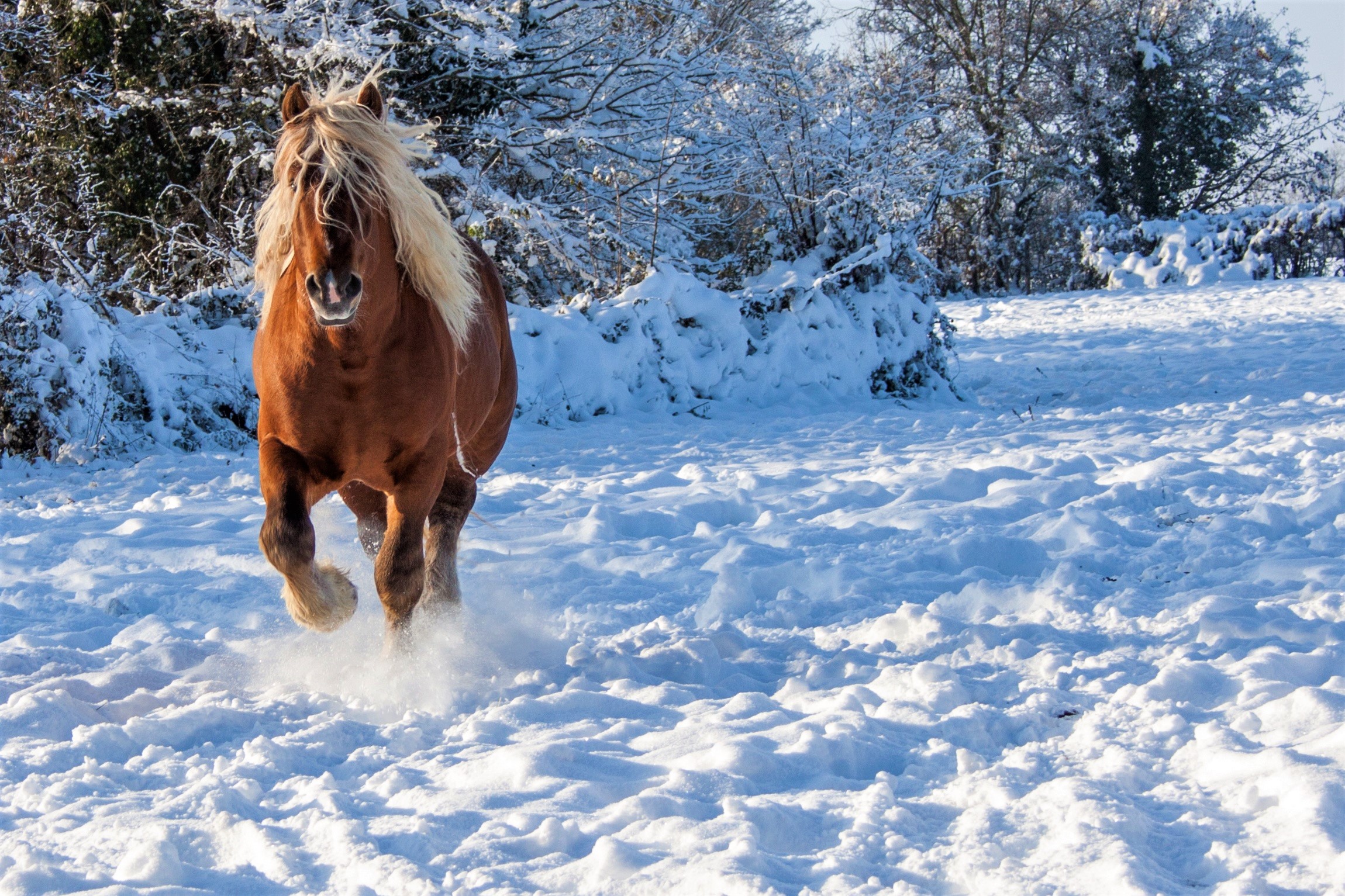 PCデスクトップに動物, 冬, 馬, 雪画像を無料でダウンロード