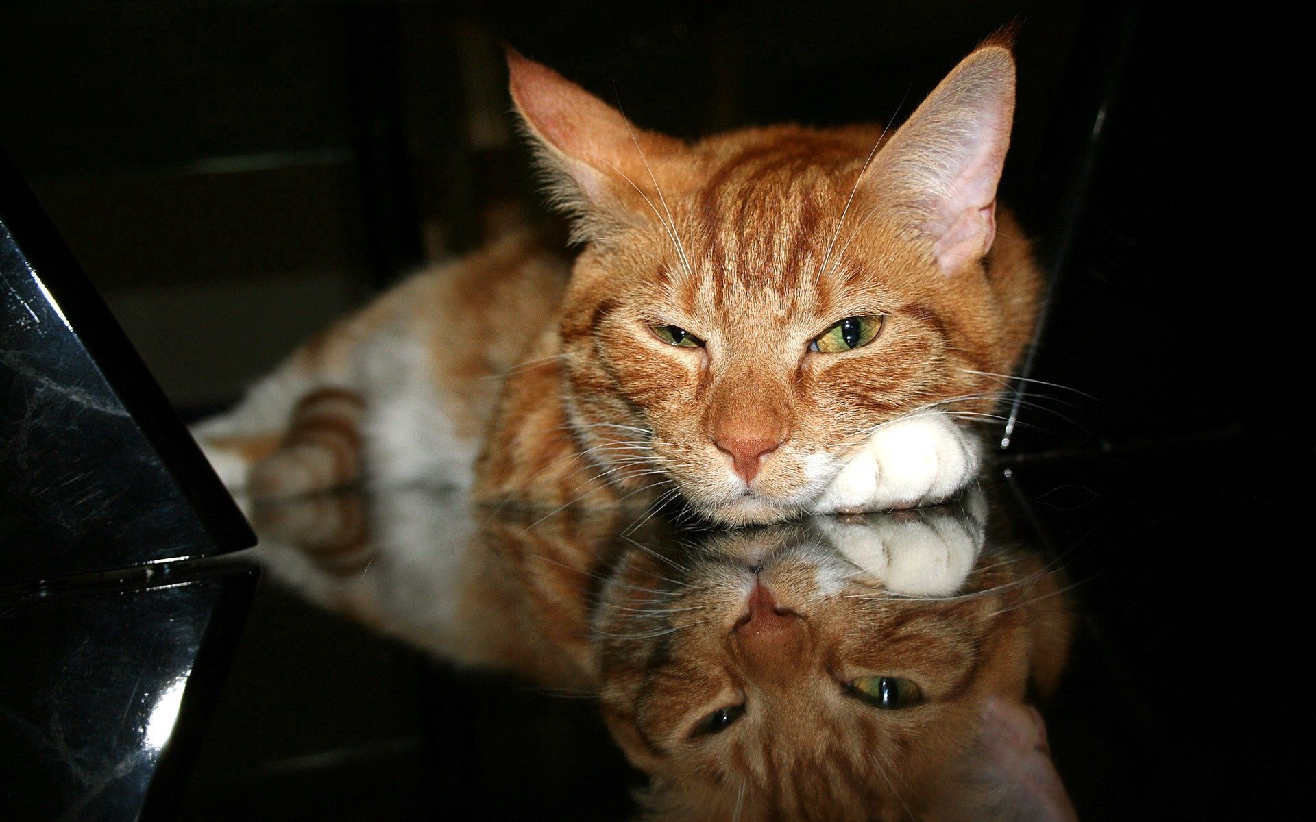 animals, red, cat, muzzle, redhead, paw, tired