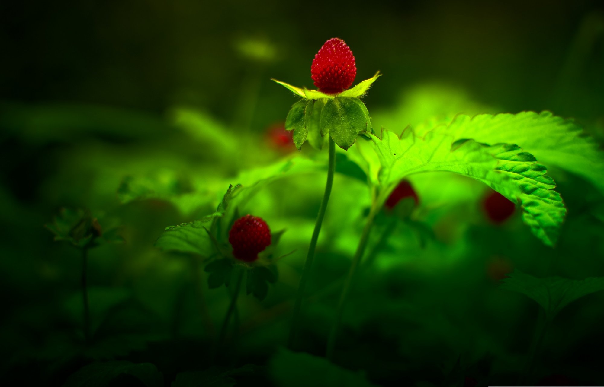 Laden Sie das Blumen, Erdbeere, Blume, Erde/natur-Bild kostenlos auf Ihren PC-Desktop herunter