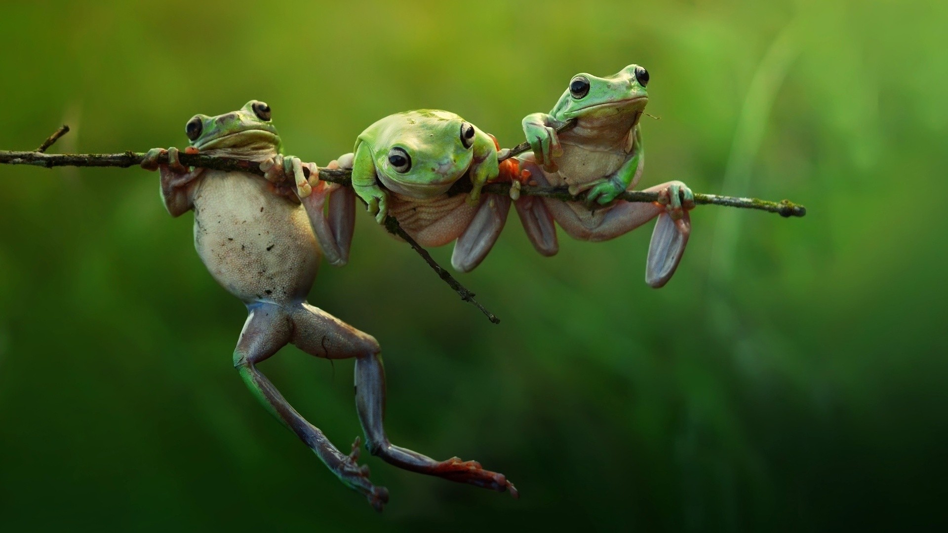Download mobile wallpaper Frogs, Animal, Frog, Tree Frog for free.