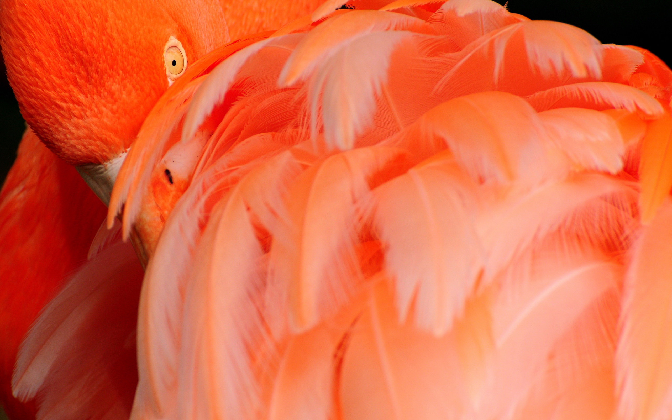 Laden Sie das Tiere, Vögel, Flamingo-Bild kostenlos auf Ihren PC-Desktop herunter