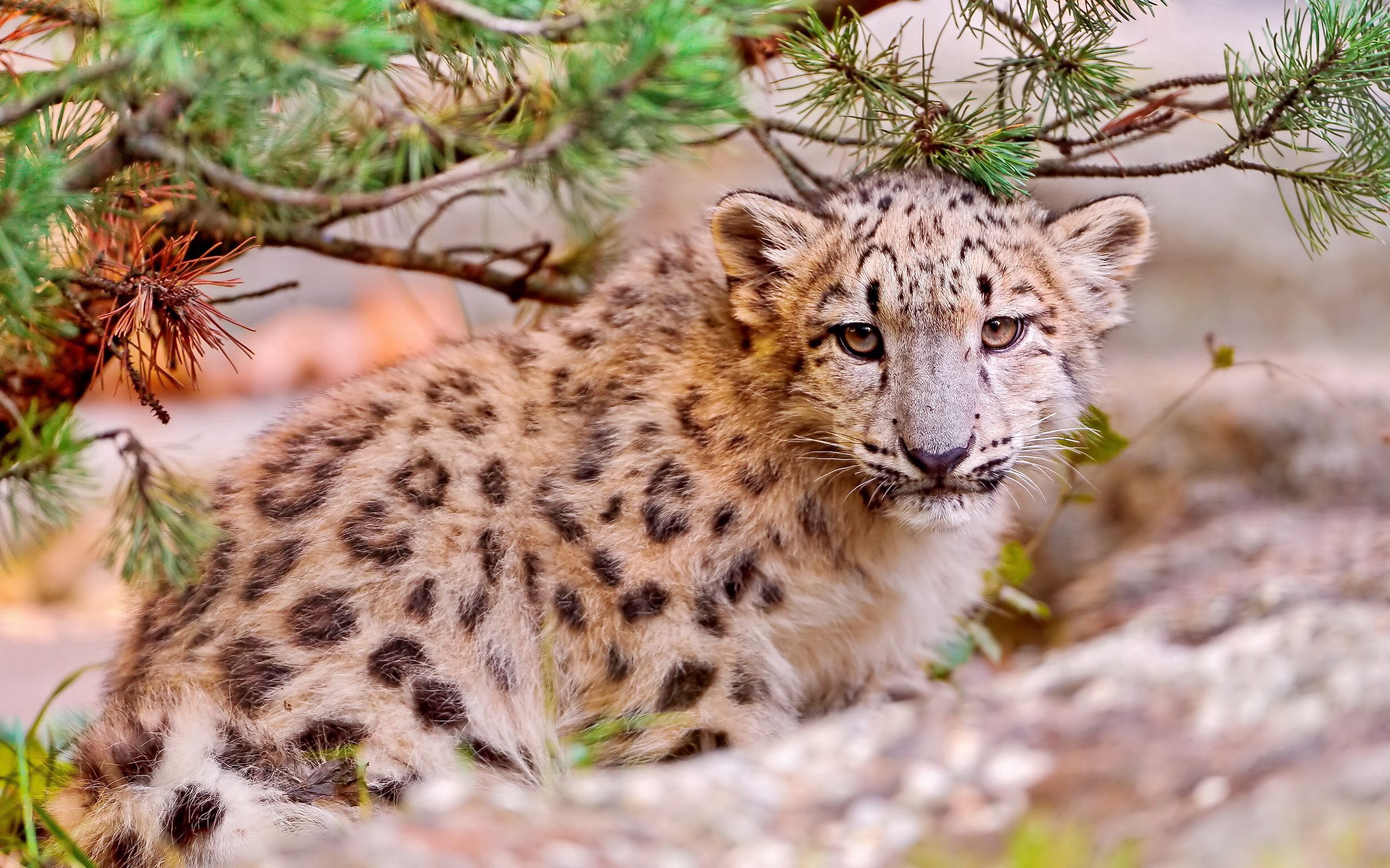 111247 télécharger le fond d'écran snow leopard, animaux, arbres, herbe, feuilles, museau, muselière, épicéa, sapin - économiseurs d'écran et images gratuitement