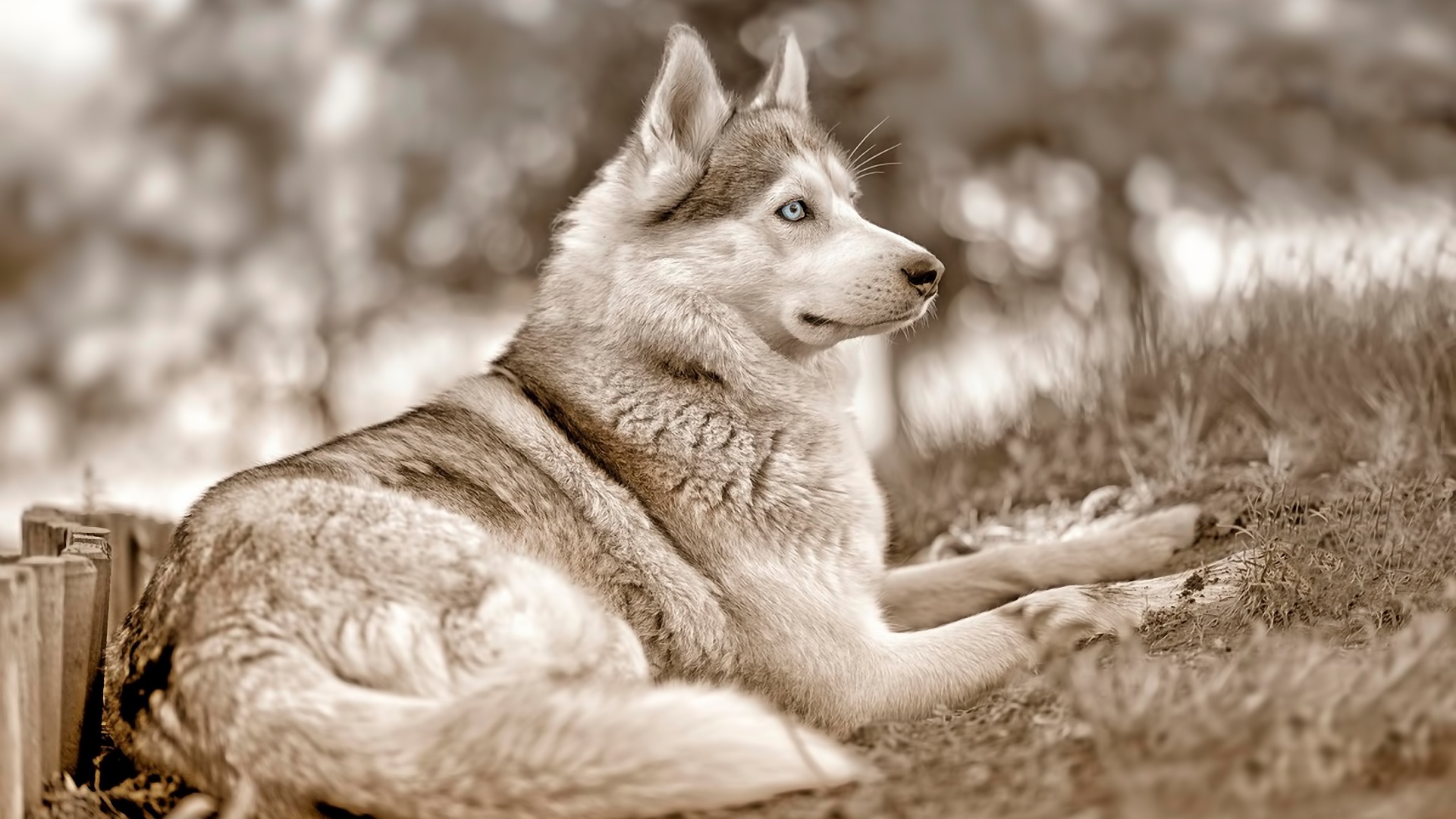 Téléchargez gratuitement l'image Animaux, Chiens, Chien sur le bureau de votre PC